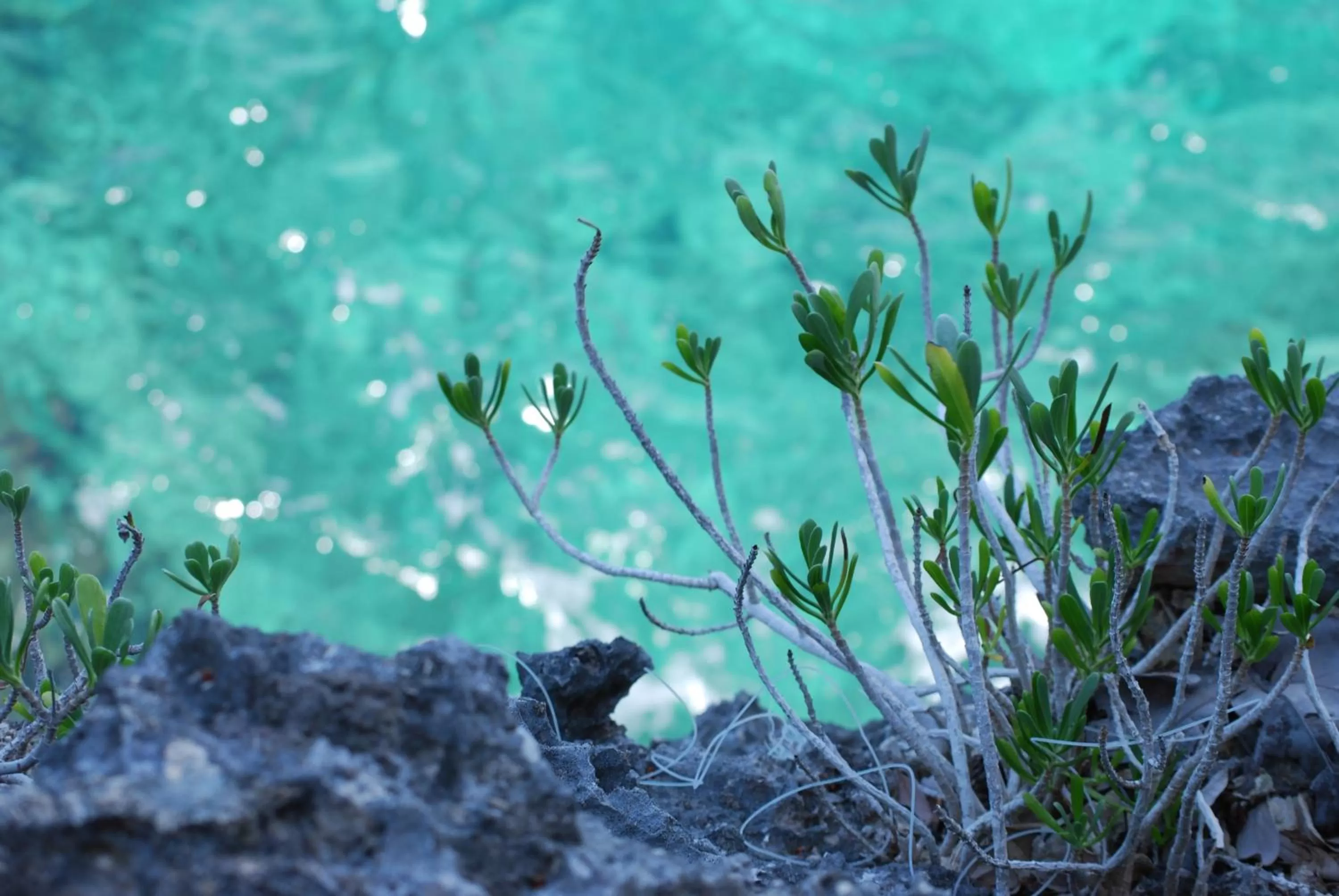 Natural landscape in Home Sweet Home Resort