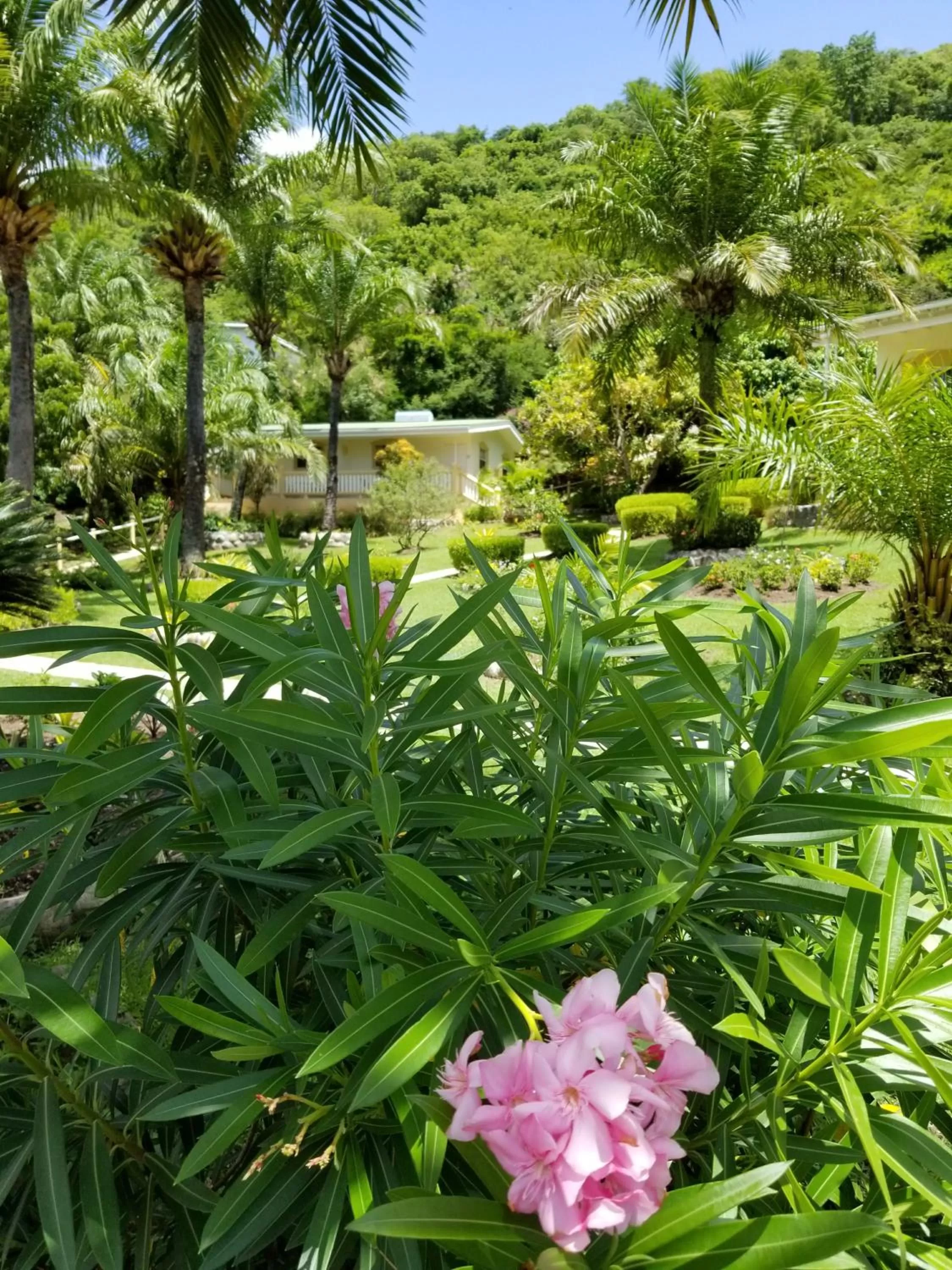 Garden in Blue Horizons Garden Resort