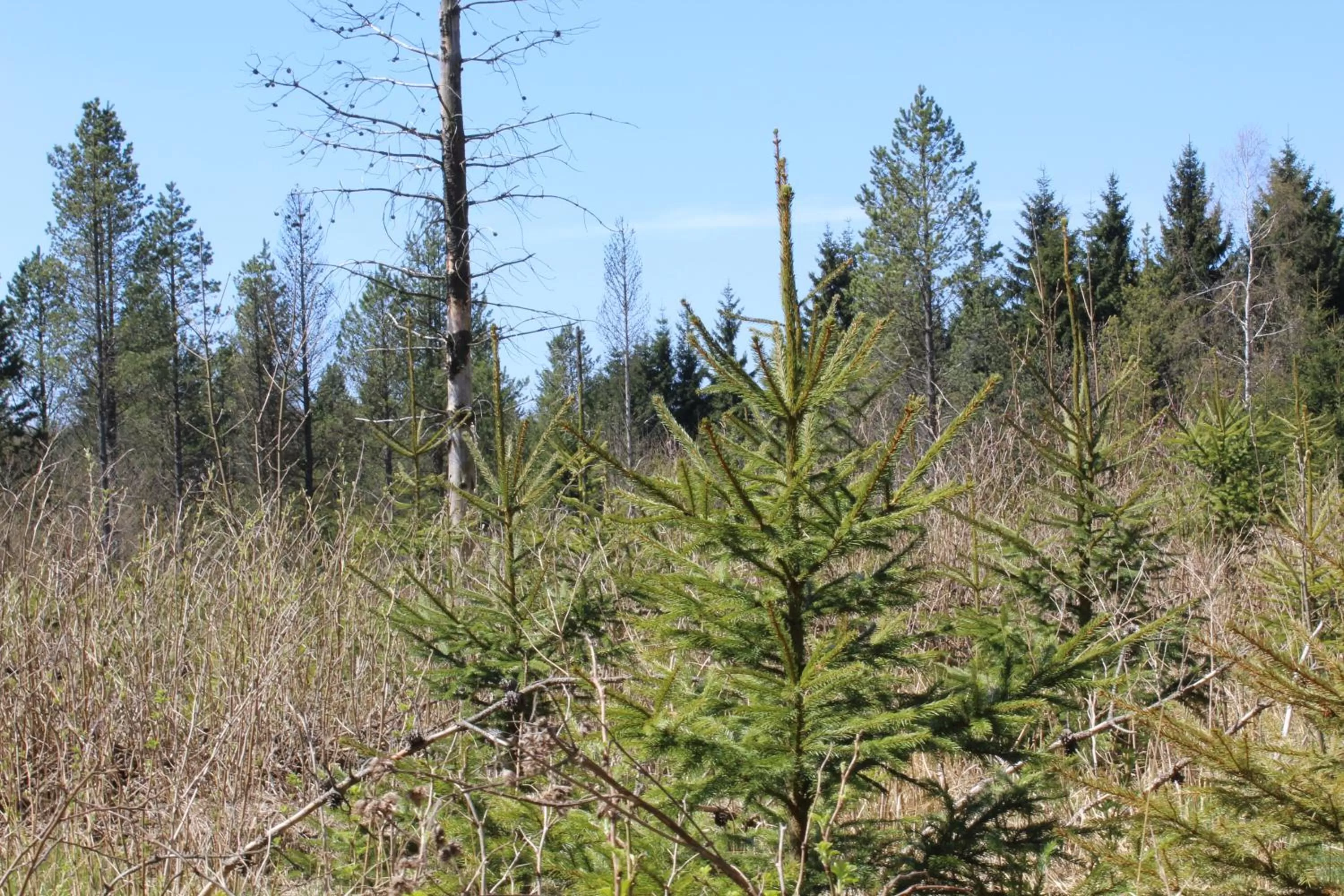 Natural Landscape in Waldgasthof Bad Einsiedel
