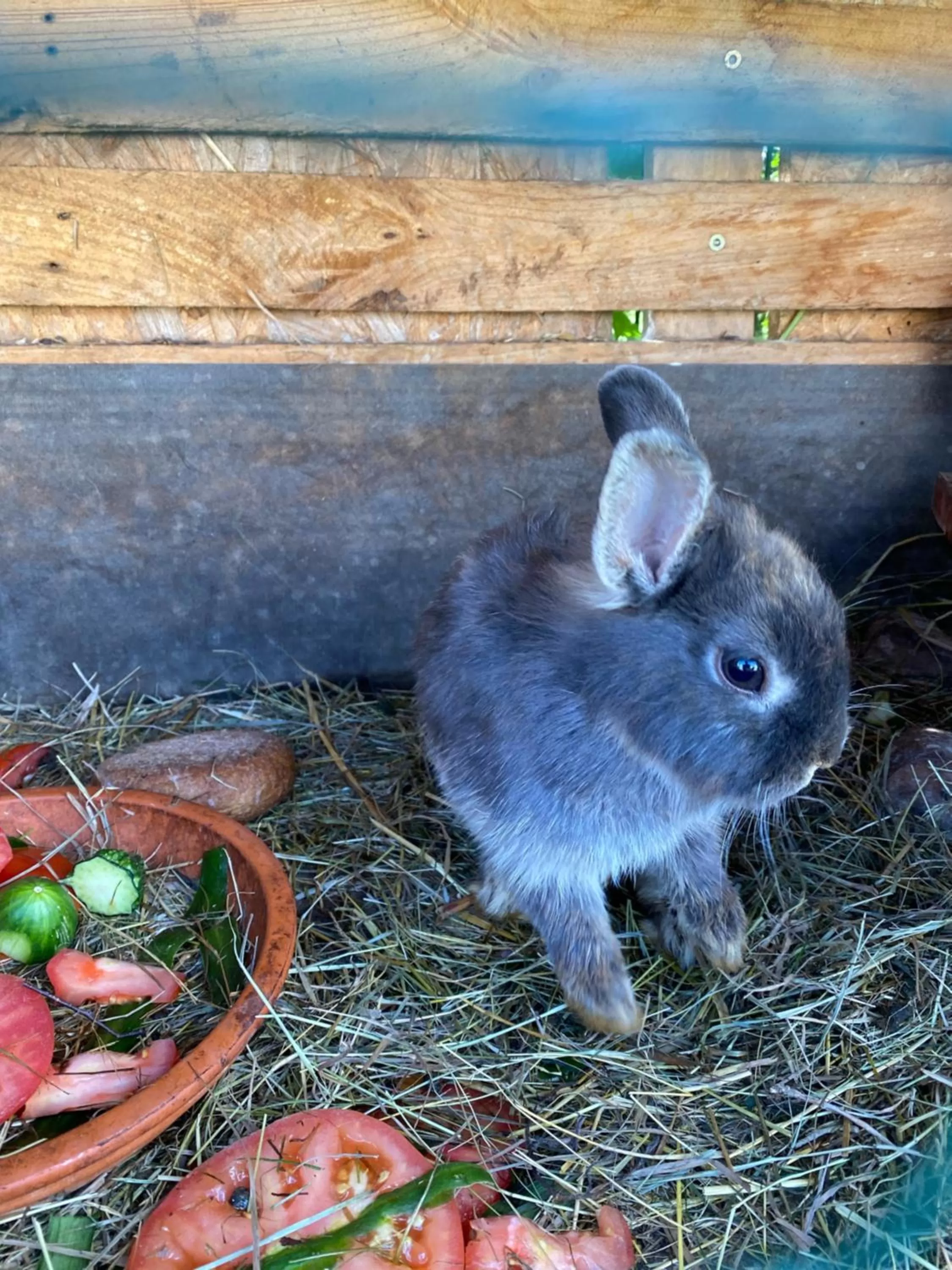 Animals, Other Animals in Familienhotel "Rhön Feeling"