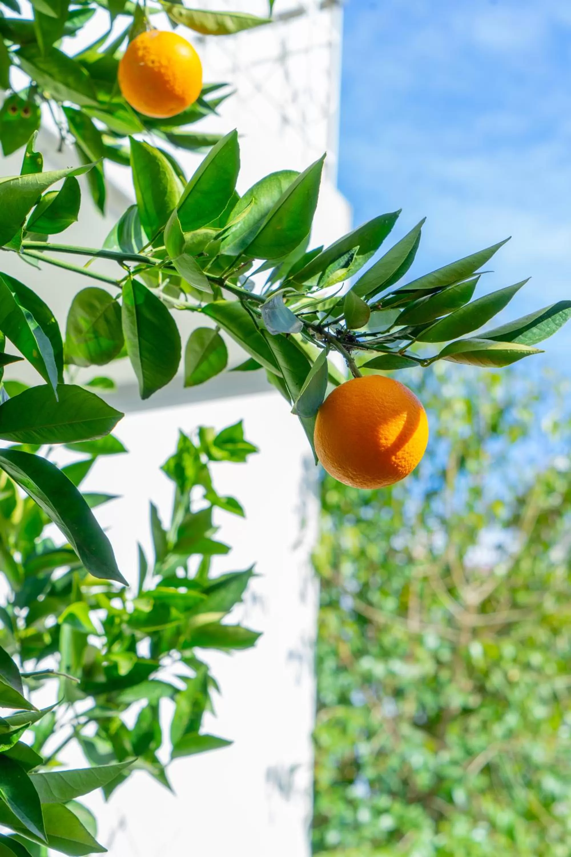 Garden in Nomads Rooms