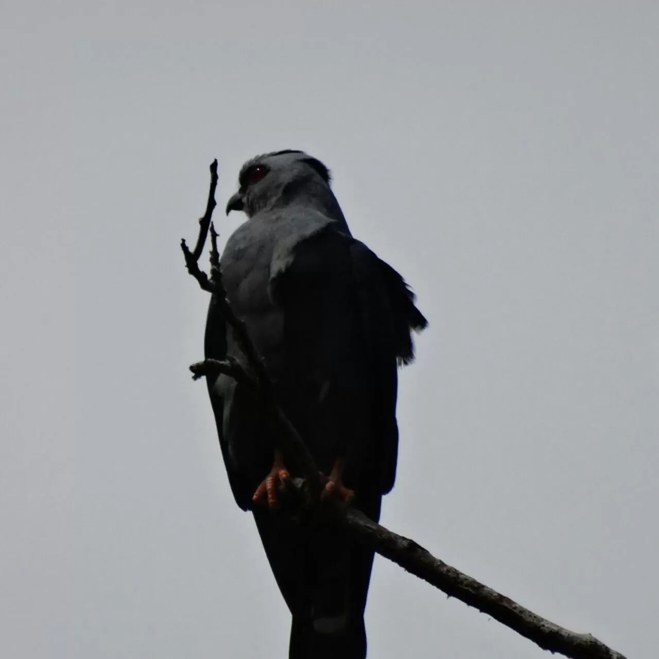 Activities, Other Animals in Posada Turística Rocas De Cabo Marzo