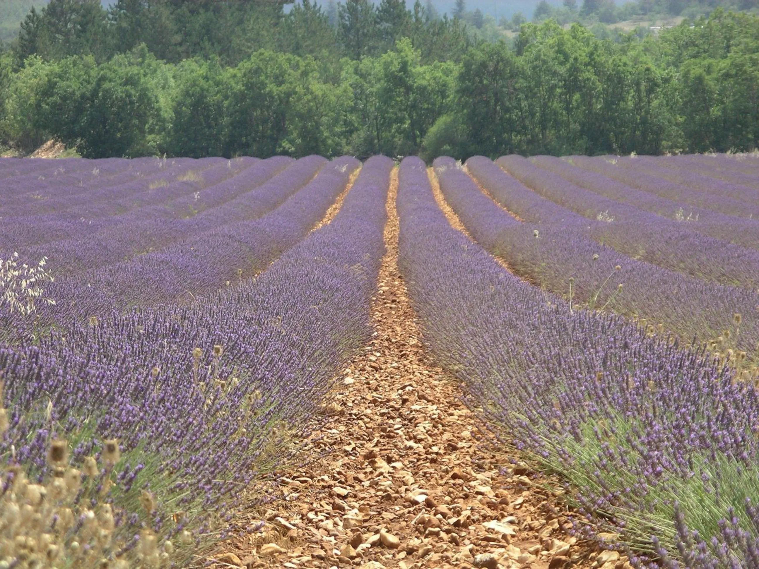 Nearby landmark in Mas De La Senancole & Spa