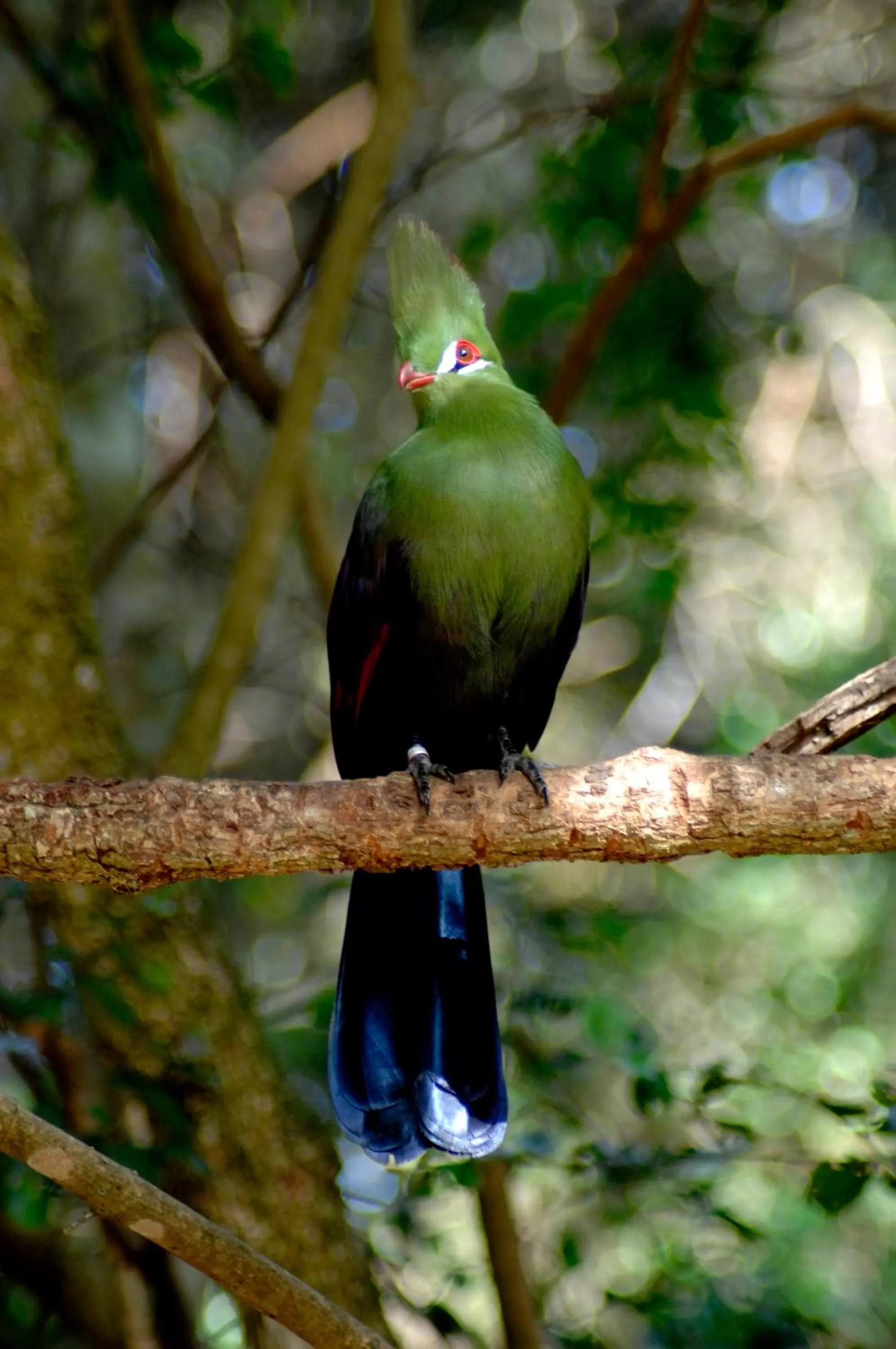Natural landscape, Pets in Panoramic Blue B&B