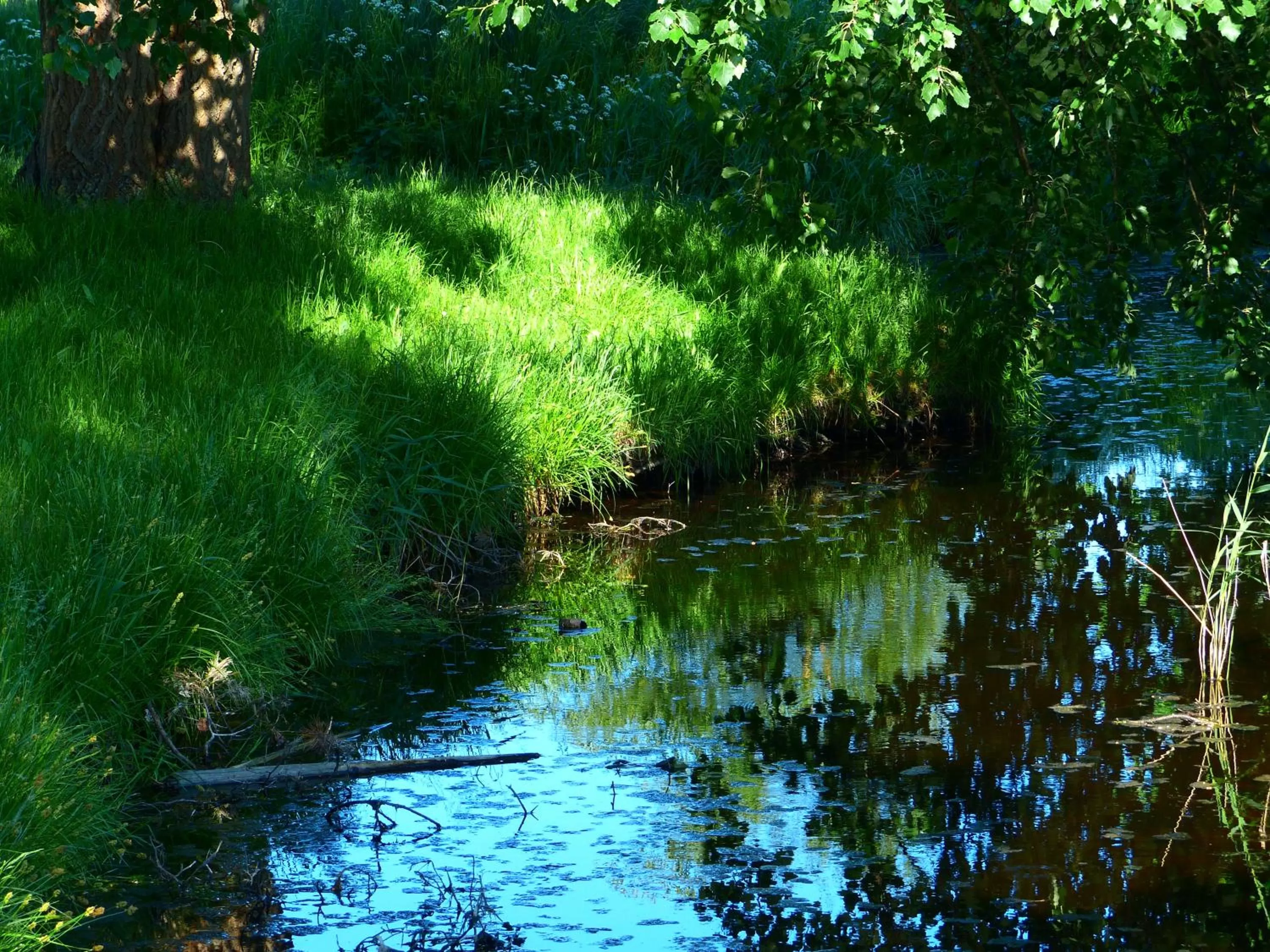 Garden view in Hotel-Marks-Garni