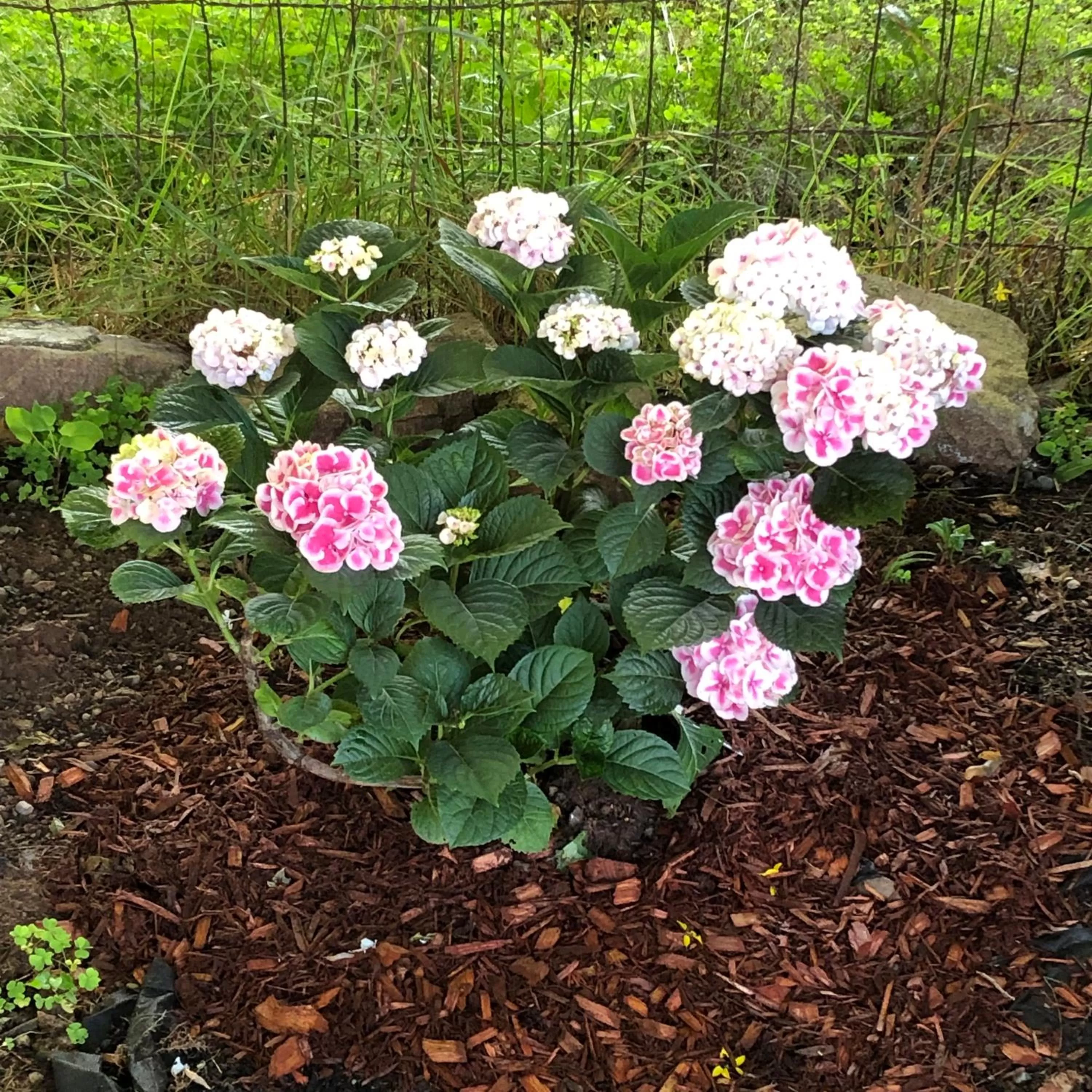 Garden in Pleasant Street Inn