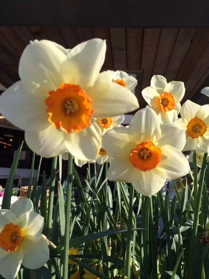 Other in Holland House F94DP26