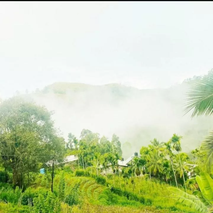 Garden in Saddle Cottage
