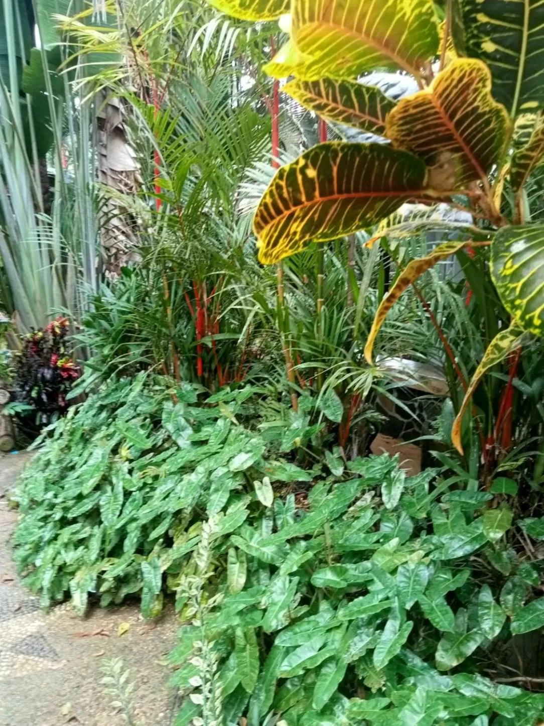 Garden in Khao Sok Las Orquideas Resort