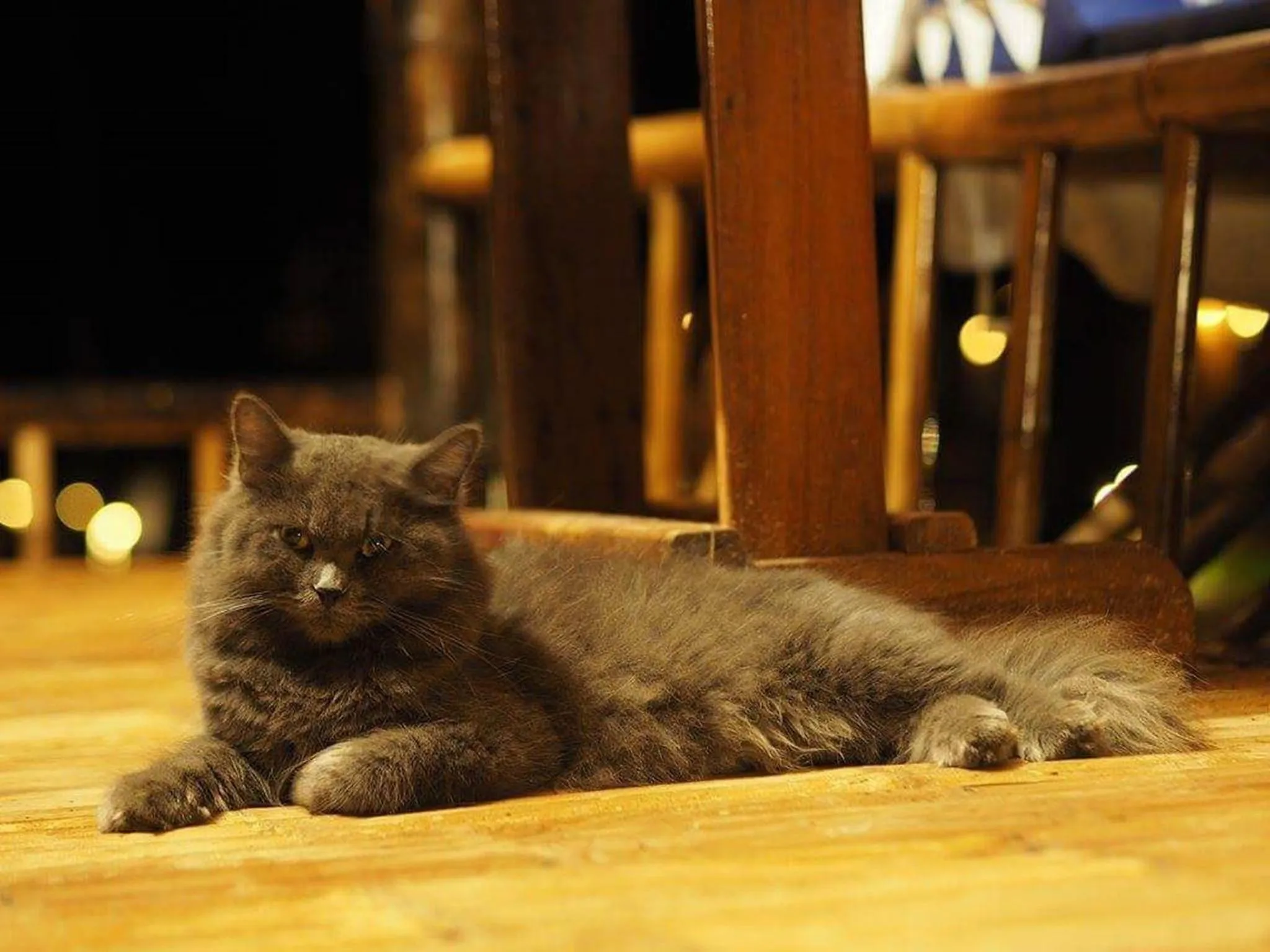 Pets in Eco Lanta Hideaway Beach Resort