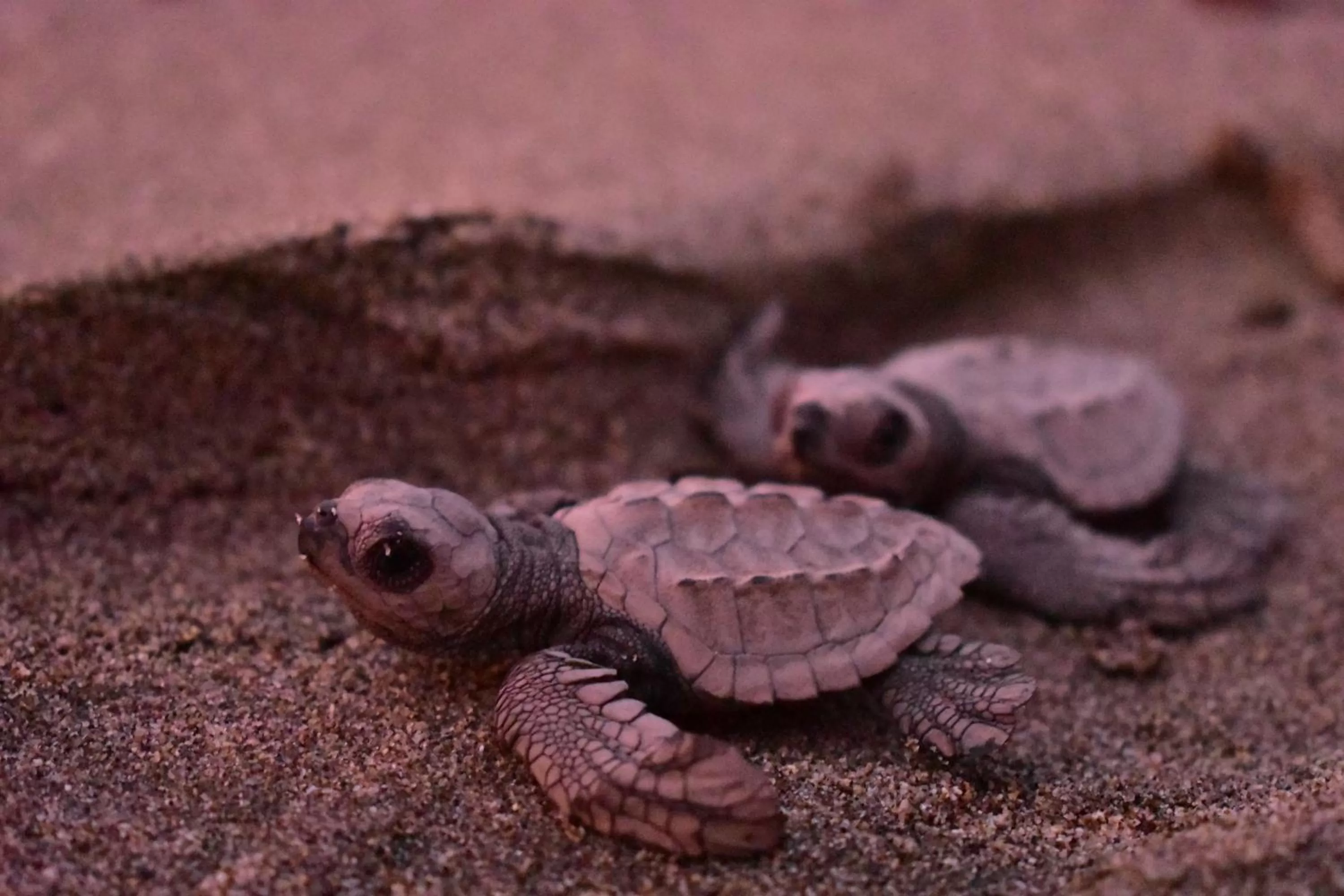 Animals in Crown Paradise Club Puerto Vallarta All Inclusive