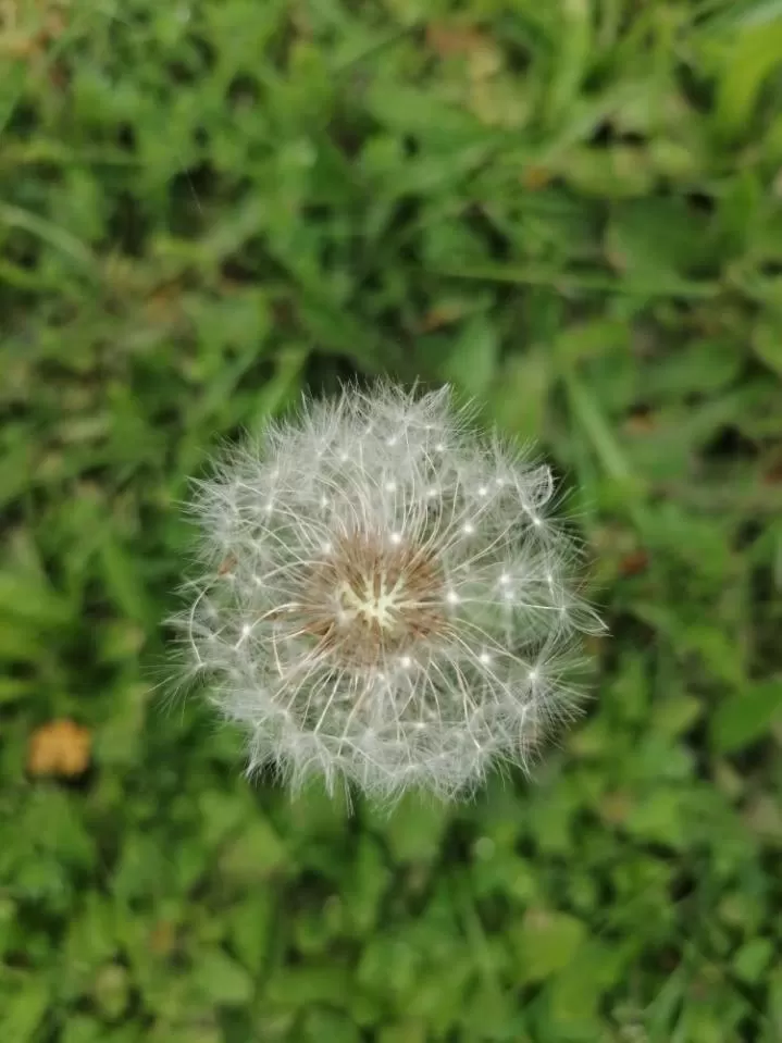 Other Animals in La roulotte des Trois Arbres