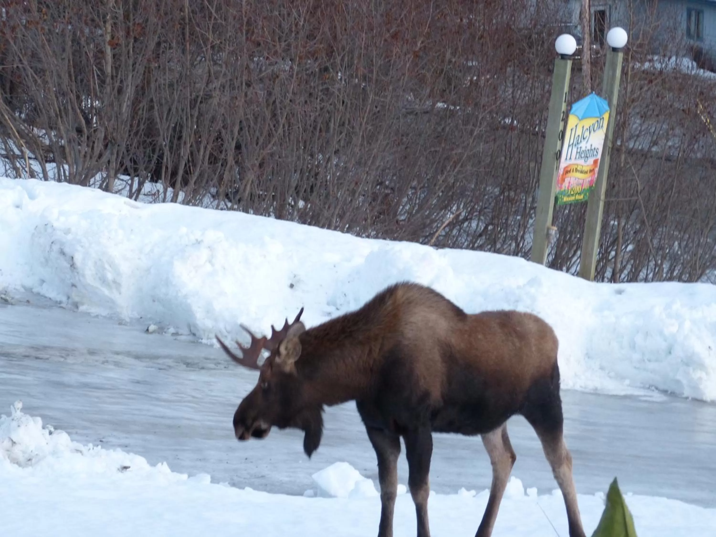 Property logo or sign in Halcyon Heights B&B/Inn