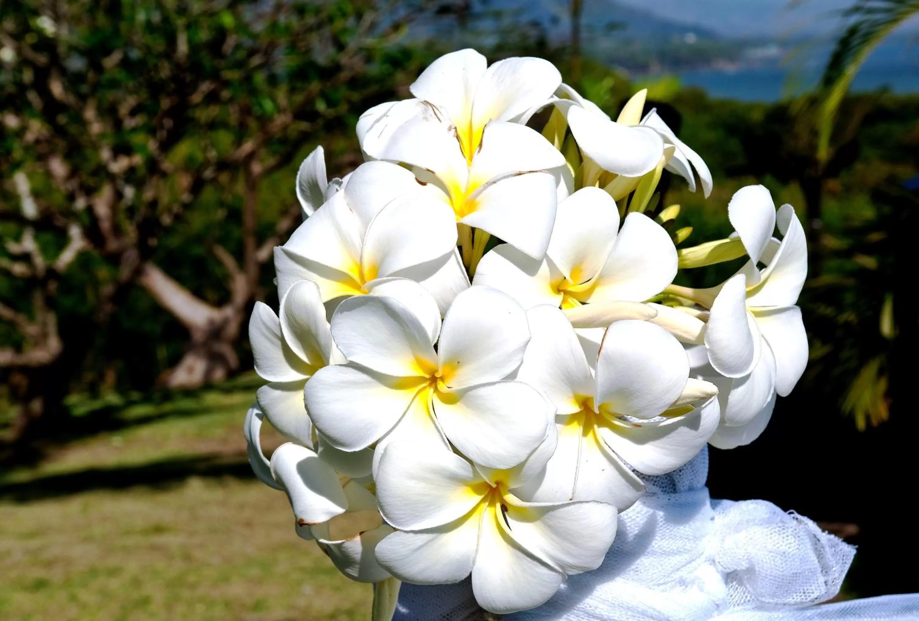 Spa and wellness centre/facilities, Garden in Anchorage Beach Resort