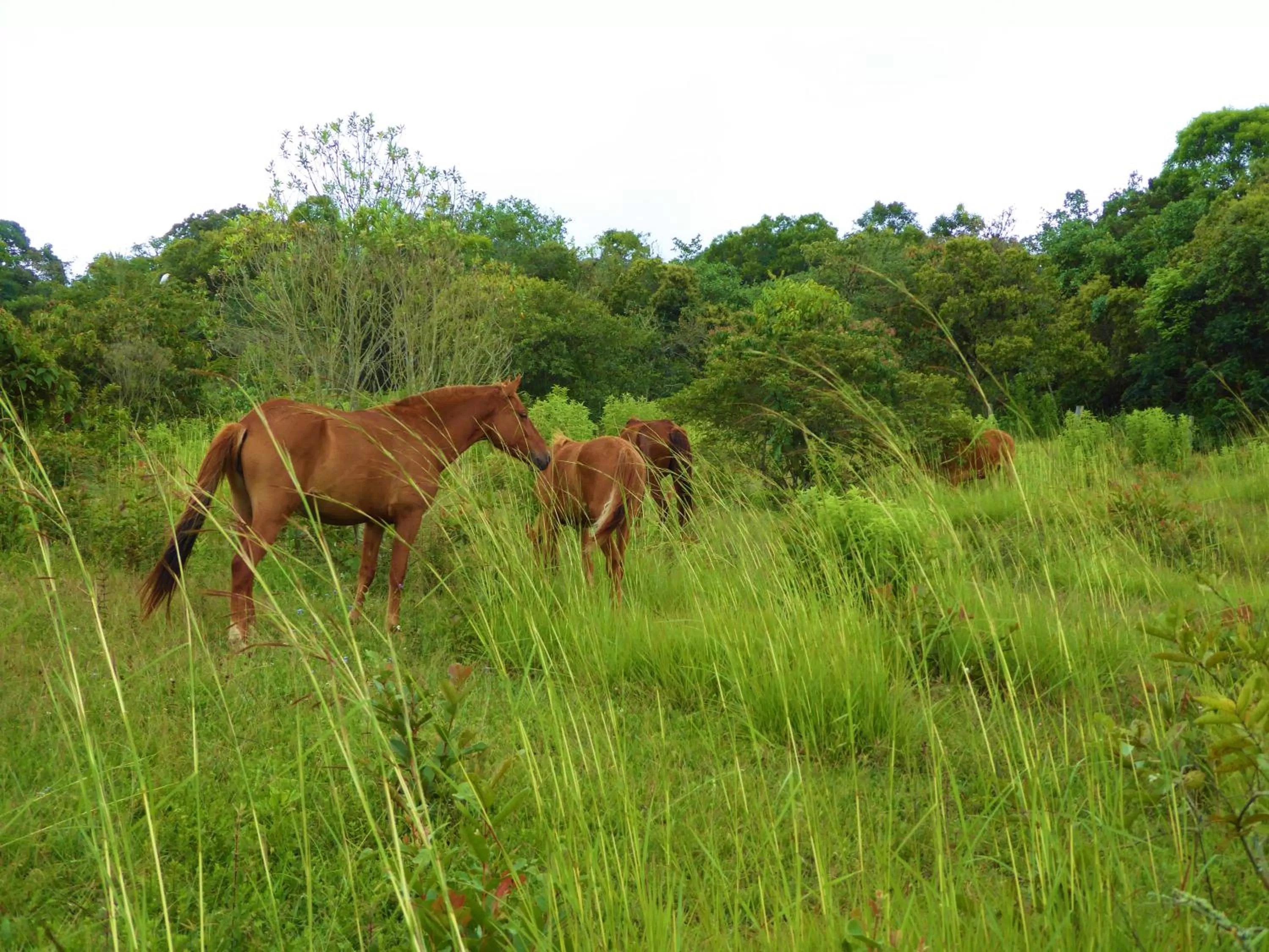 Pets, Other Animals in Finca El Cielo