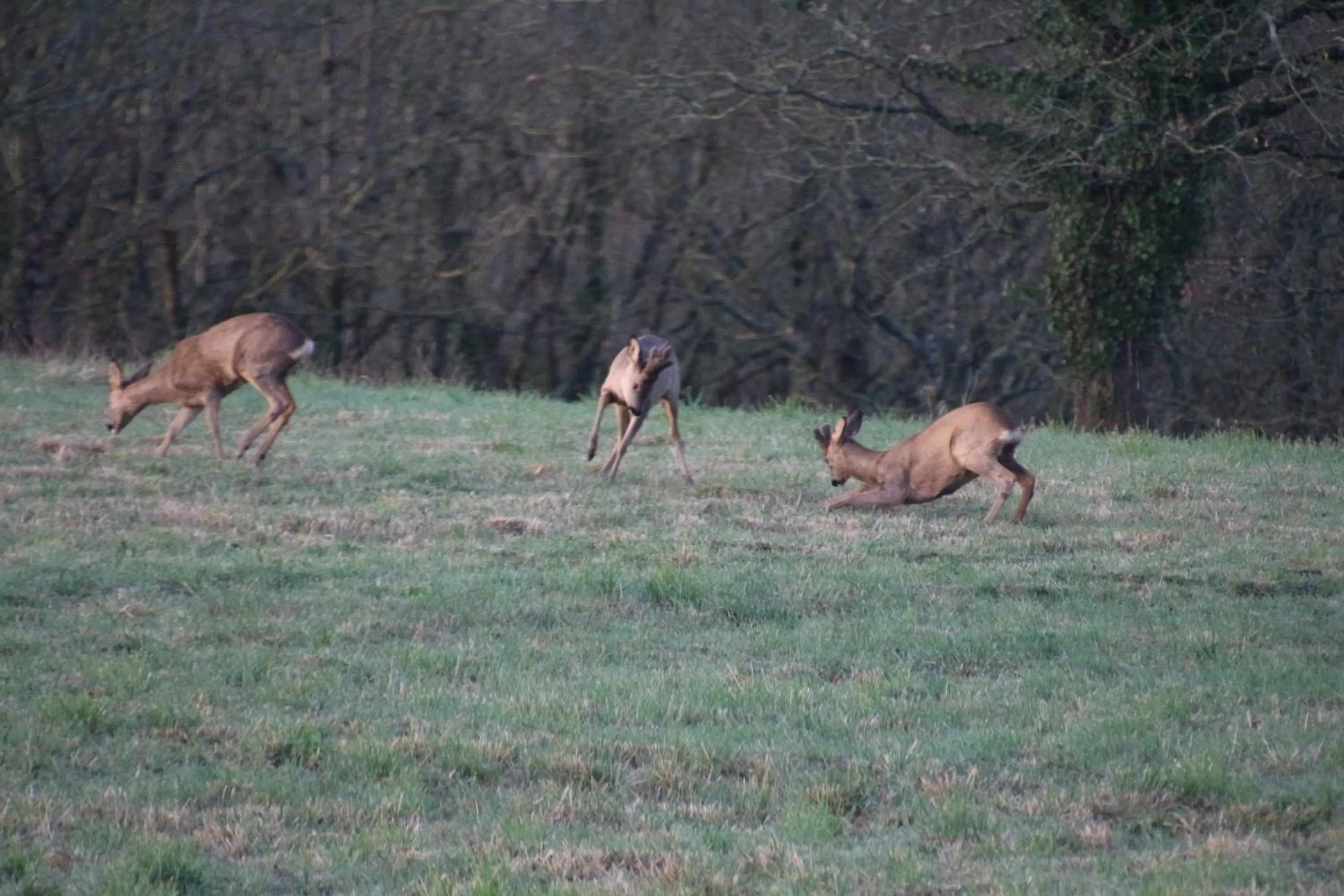 Animals, Other Animals in Chambres d'hôtes, Zimmer, Domaine de Kervennec