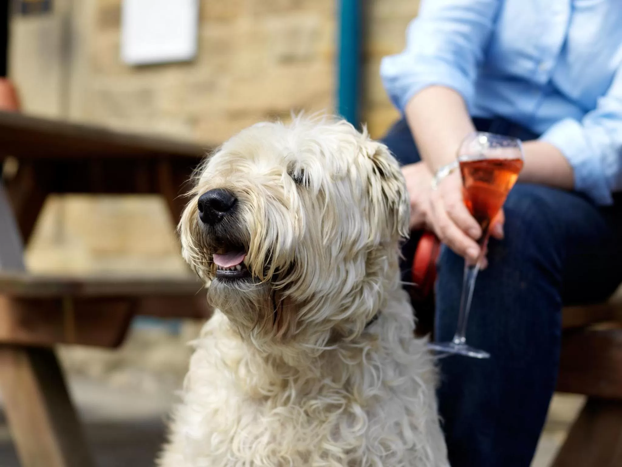 Pets in The Pilsley Inn - Chatsworth
