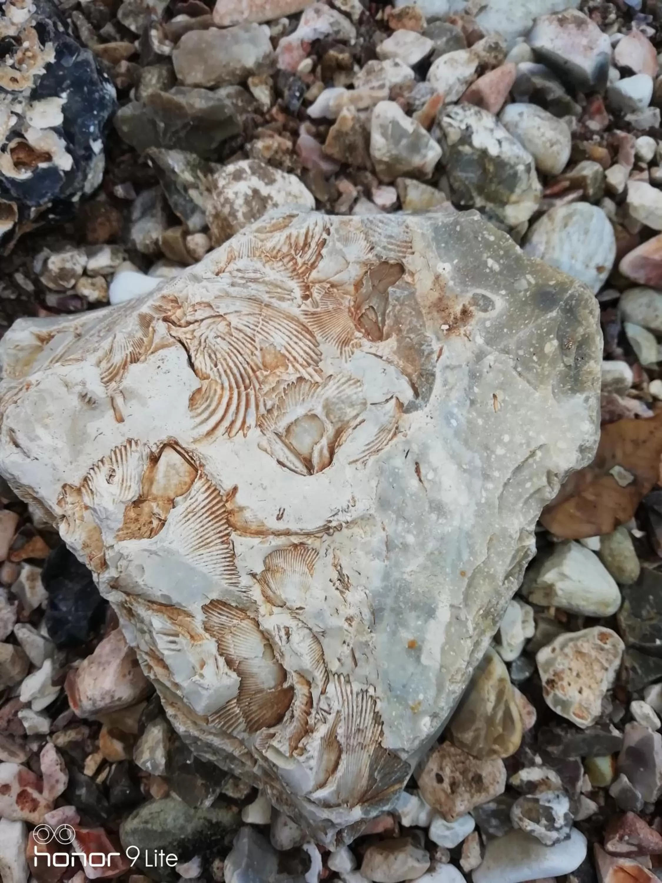 Restaurant/places to eat in Villa Biancofiore