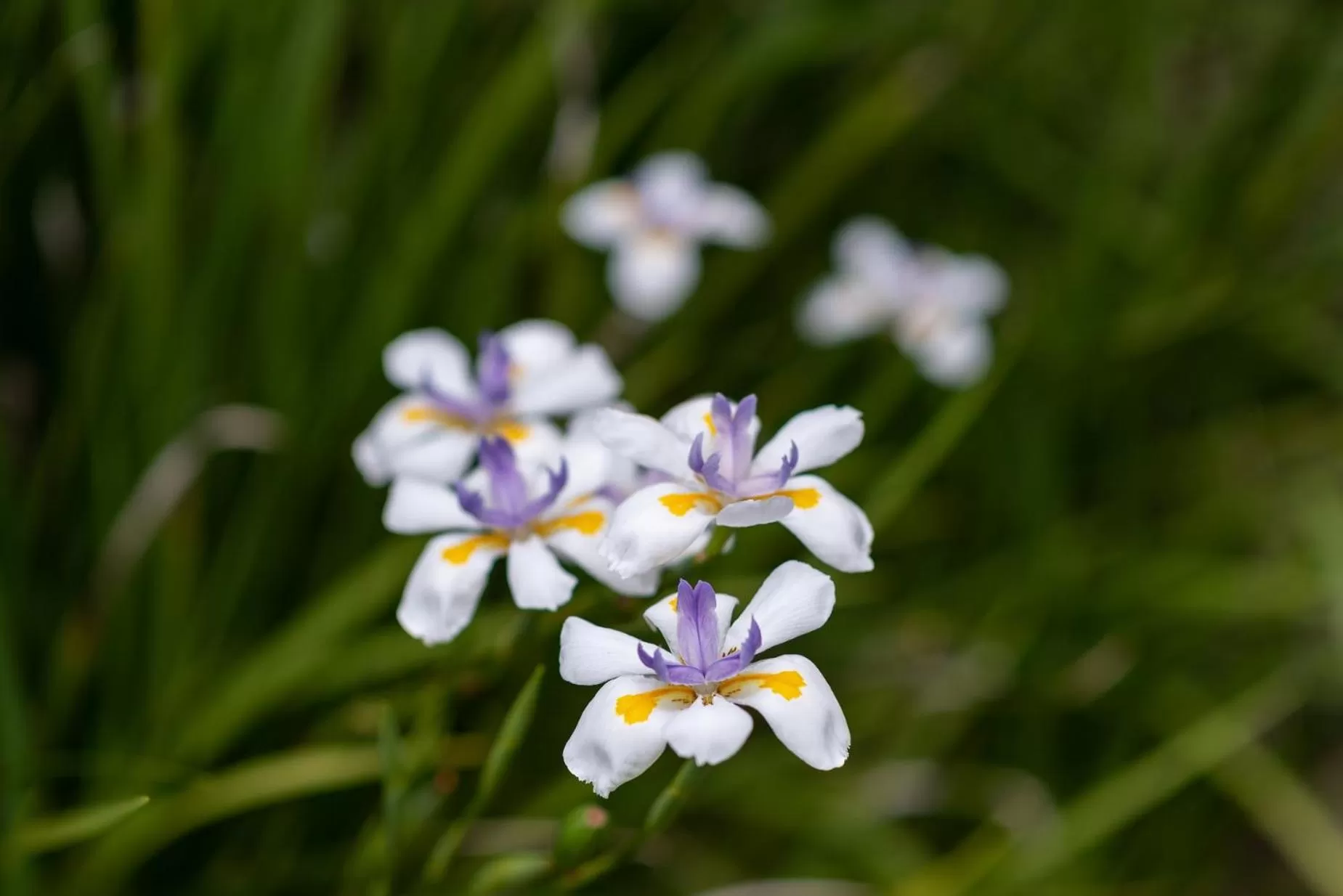 Garden in Pāteke Lodge