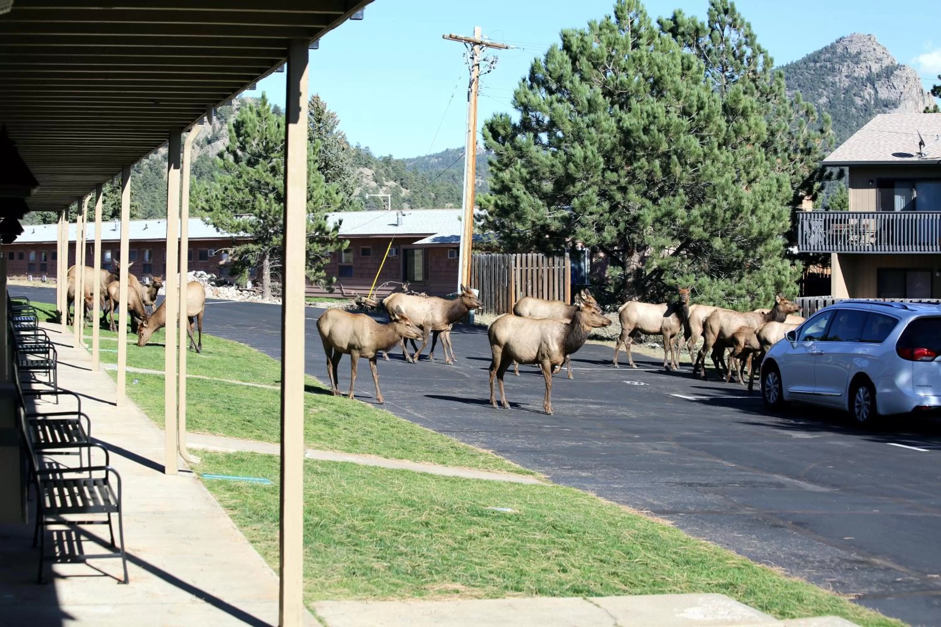 Natural landscape in Quality Inn near Rocky Mountain National Park