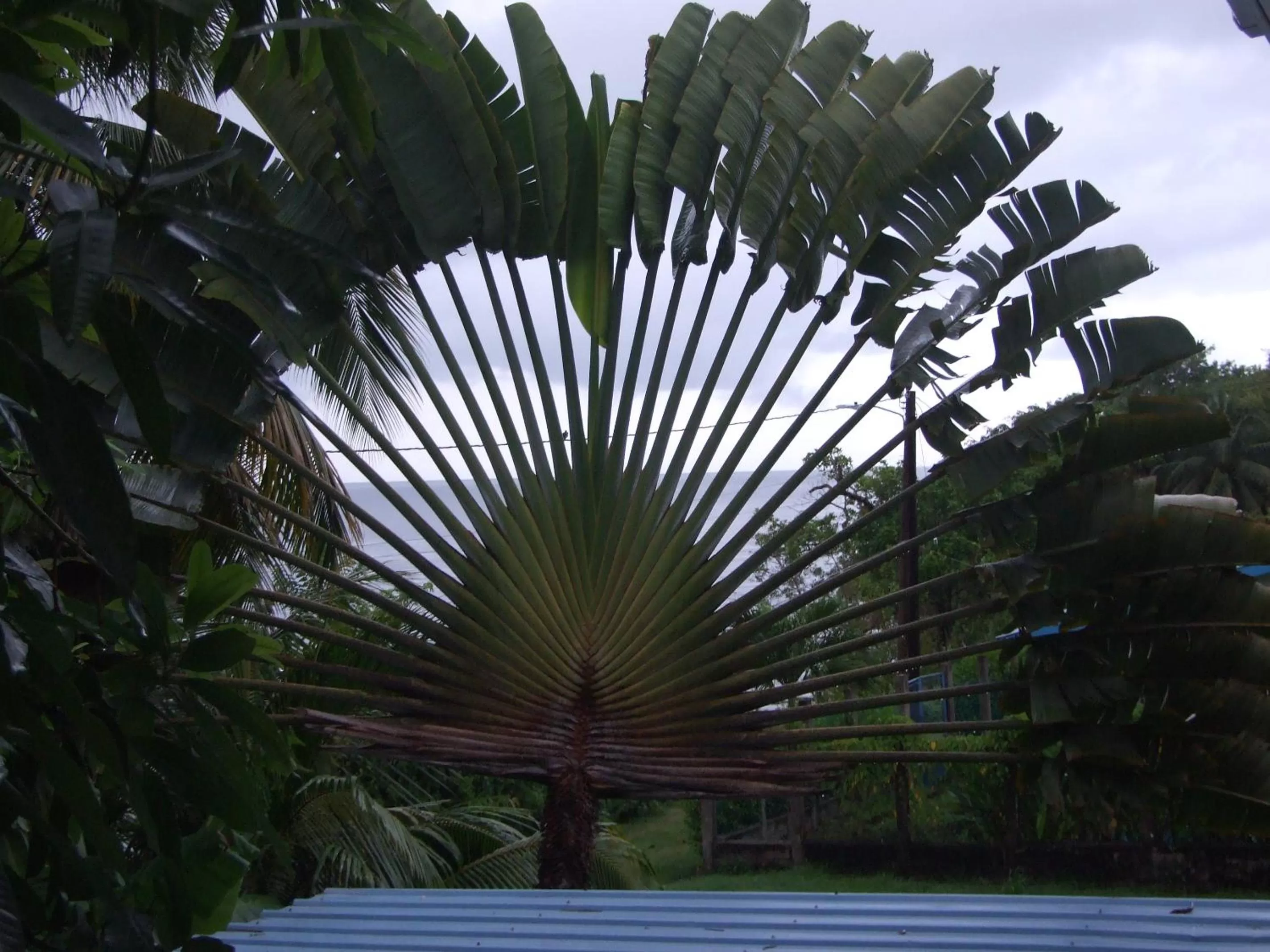 View (from property/room) in BlueBelize B&B