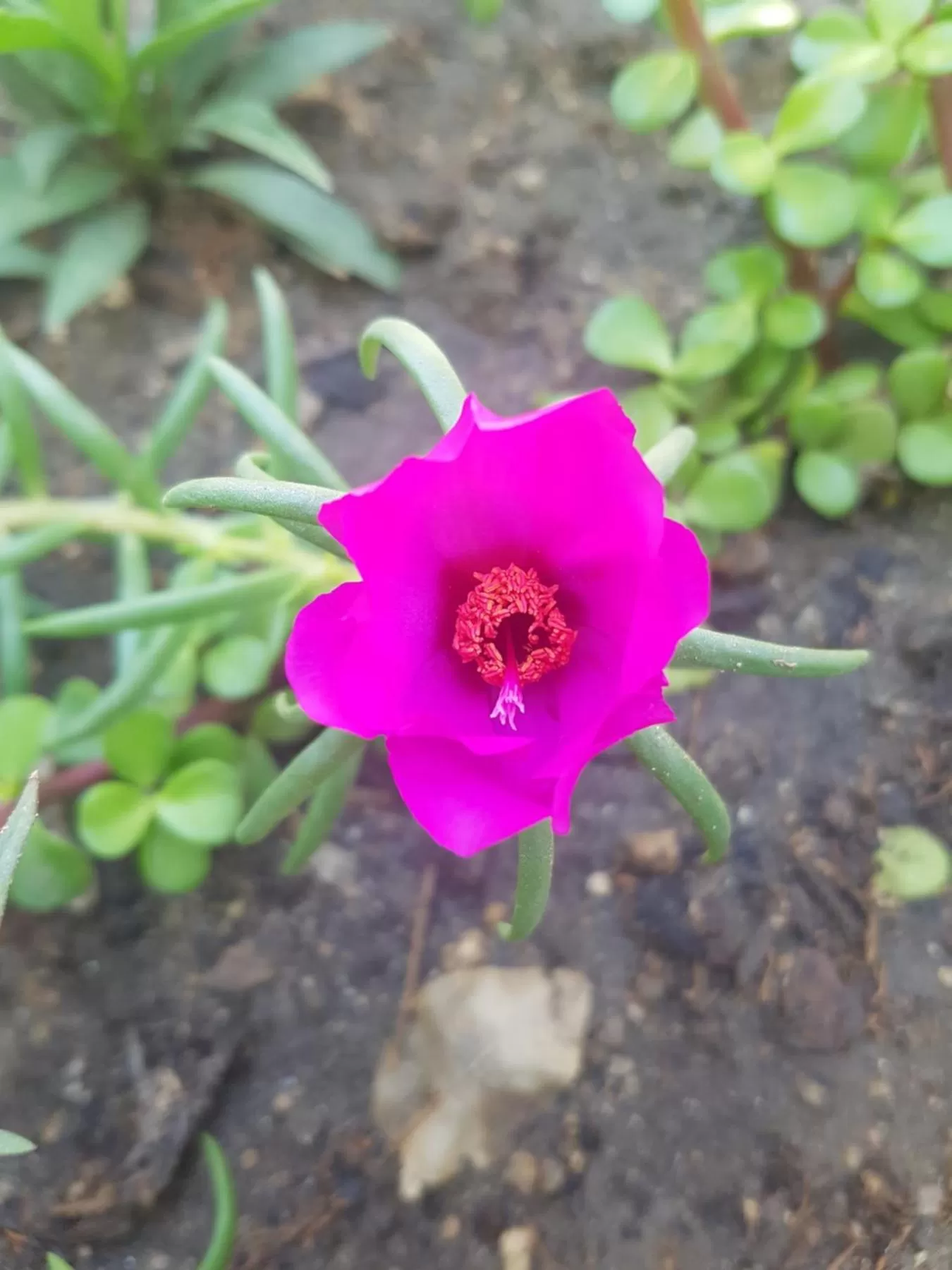Natural landscape in Los Milagros Hotel
