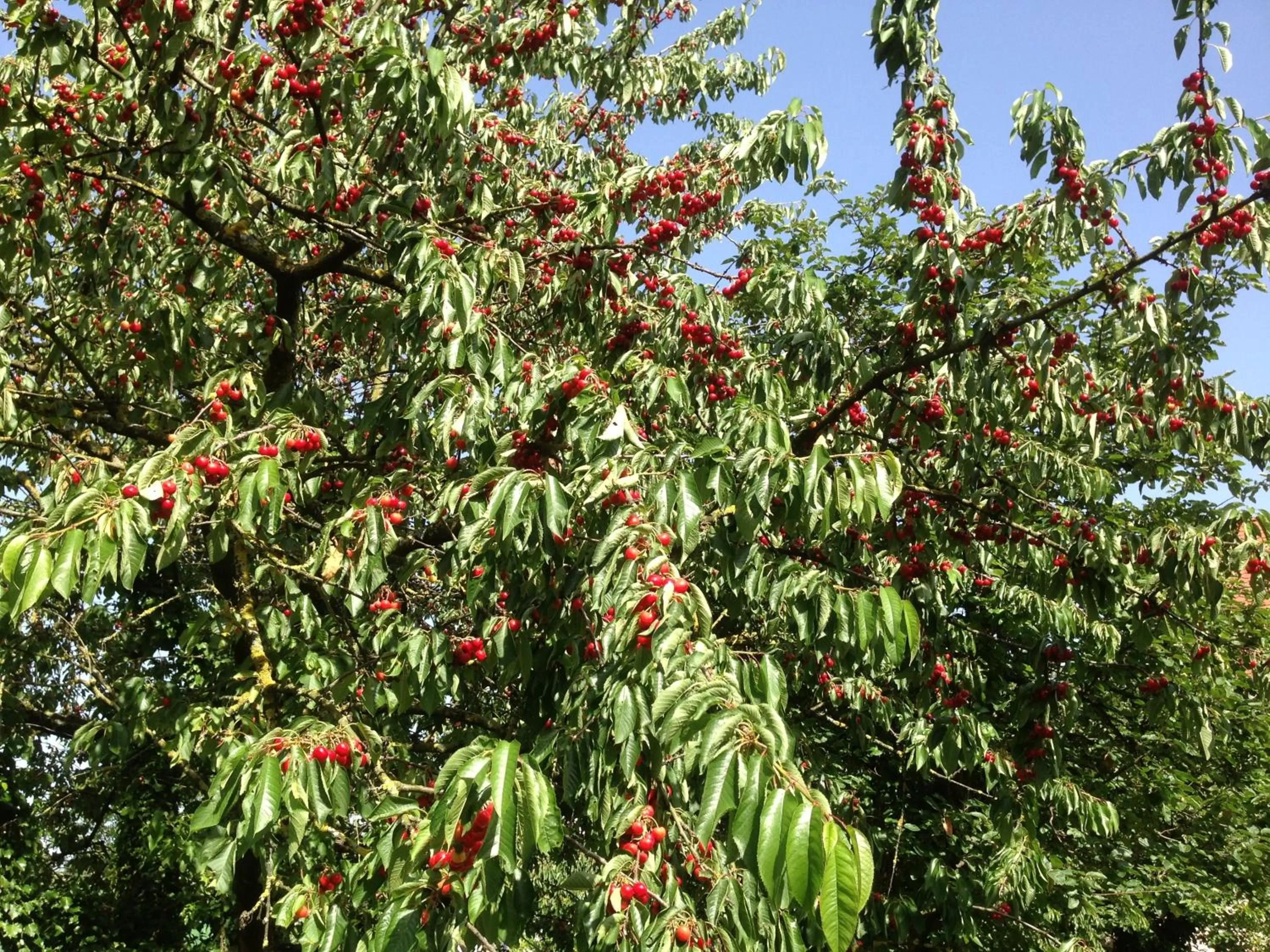 Garden in zum Schwanen Garni