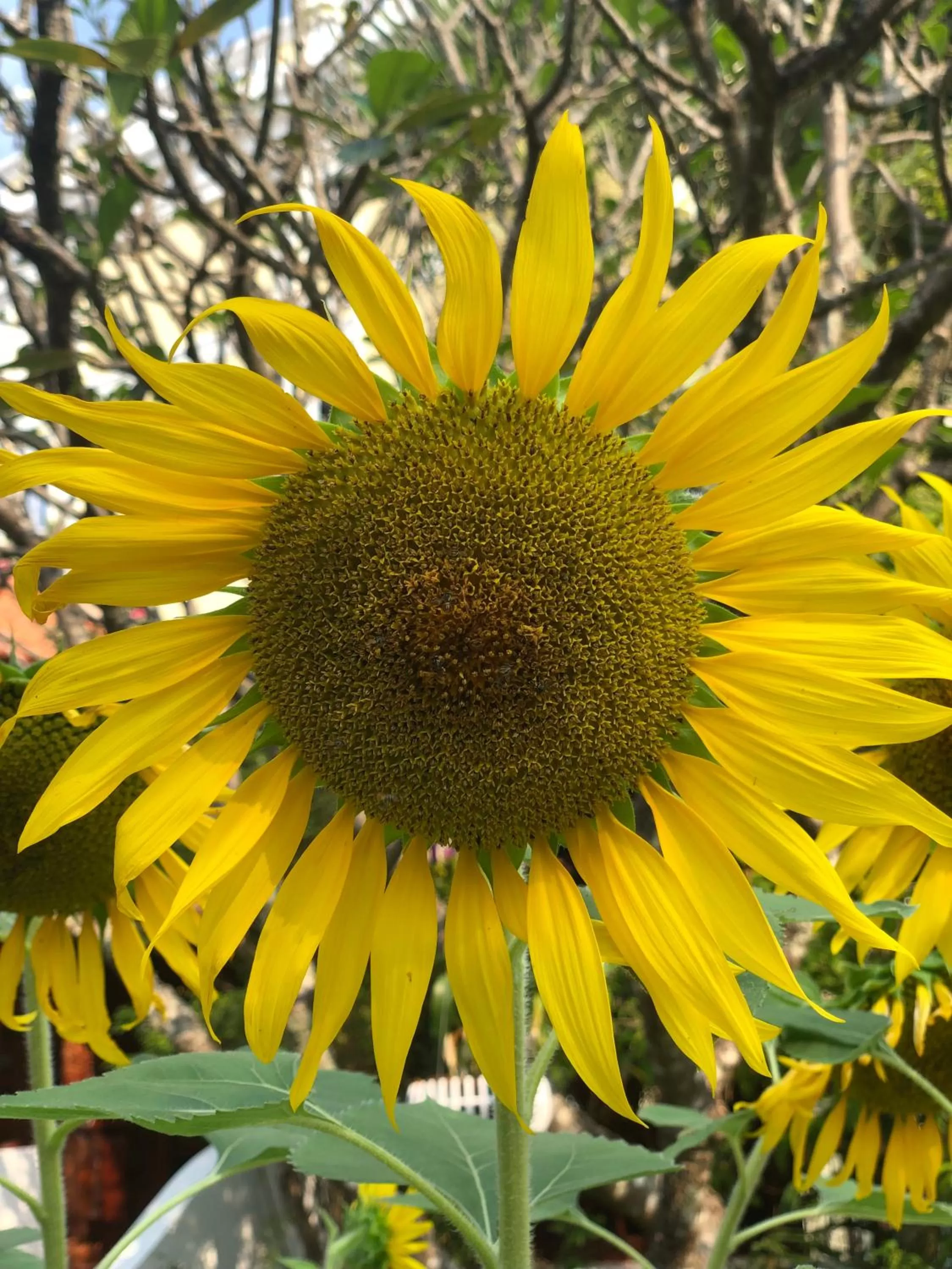 Garden in Try Palace Resort-Kep