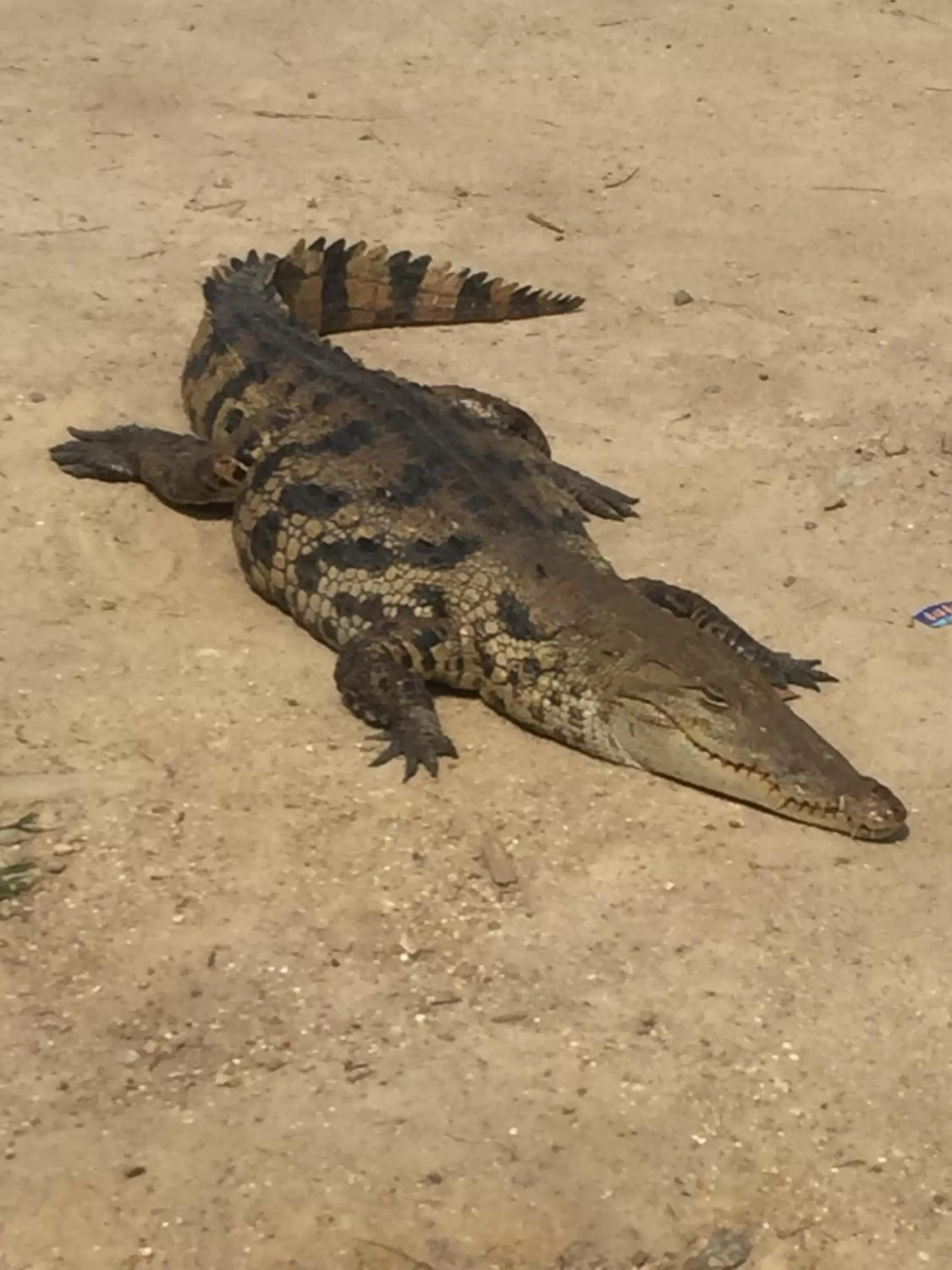 Animals, Other Animals in Hans Cottage Botel