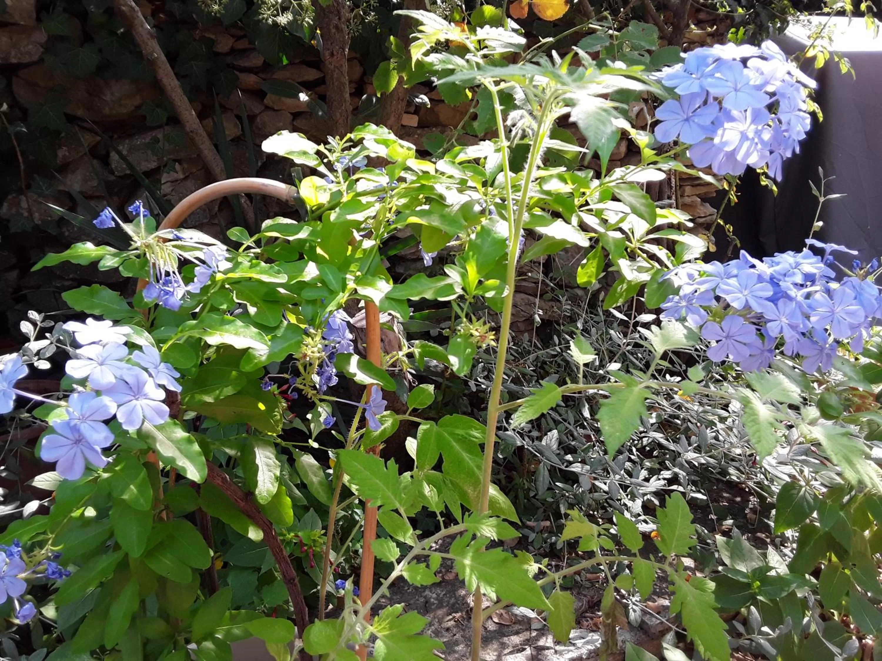 Garden in Chambres d'Hôtes Lovely Planette