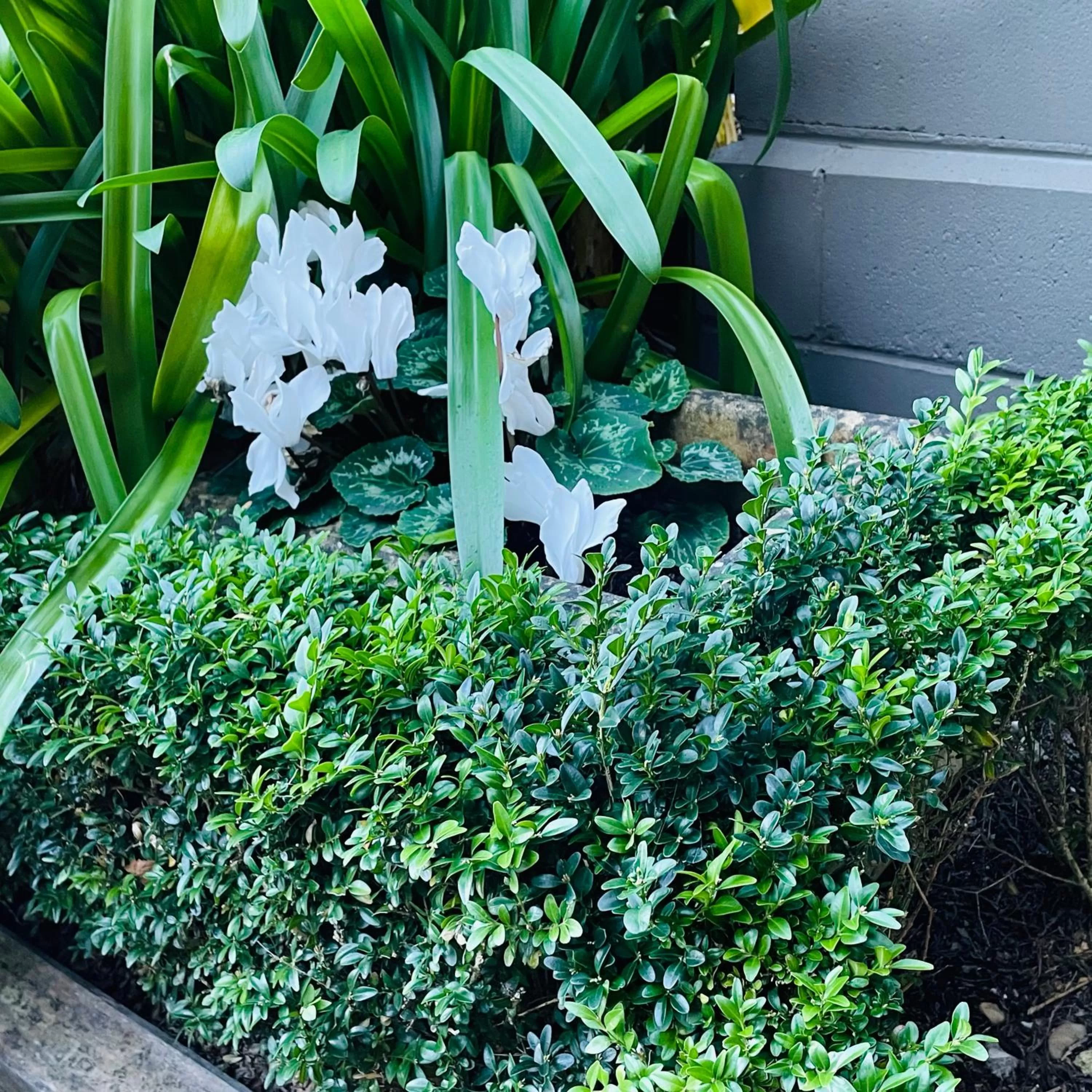 Garden in Gallery Apartments