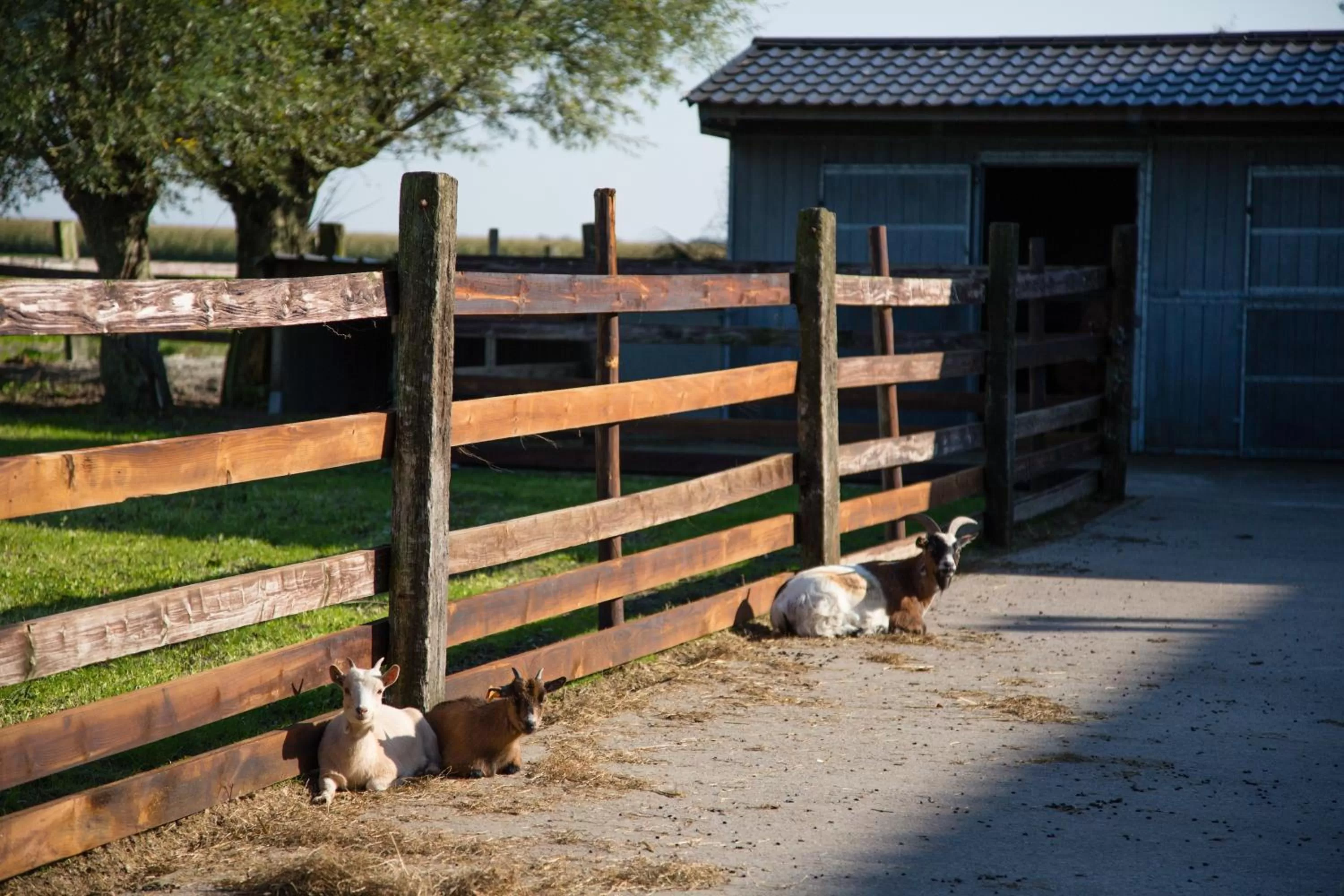 Pets in B&B Het Schaliënhof