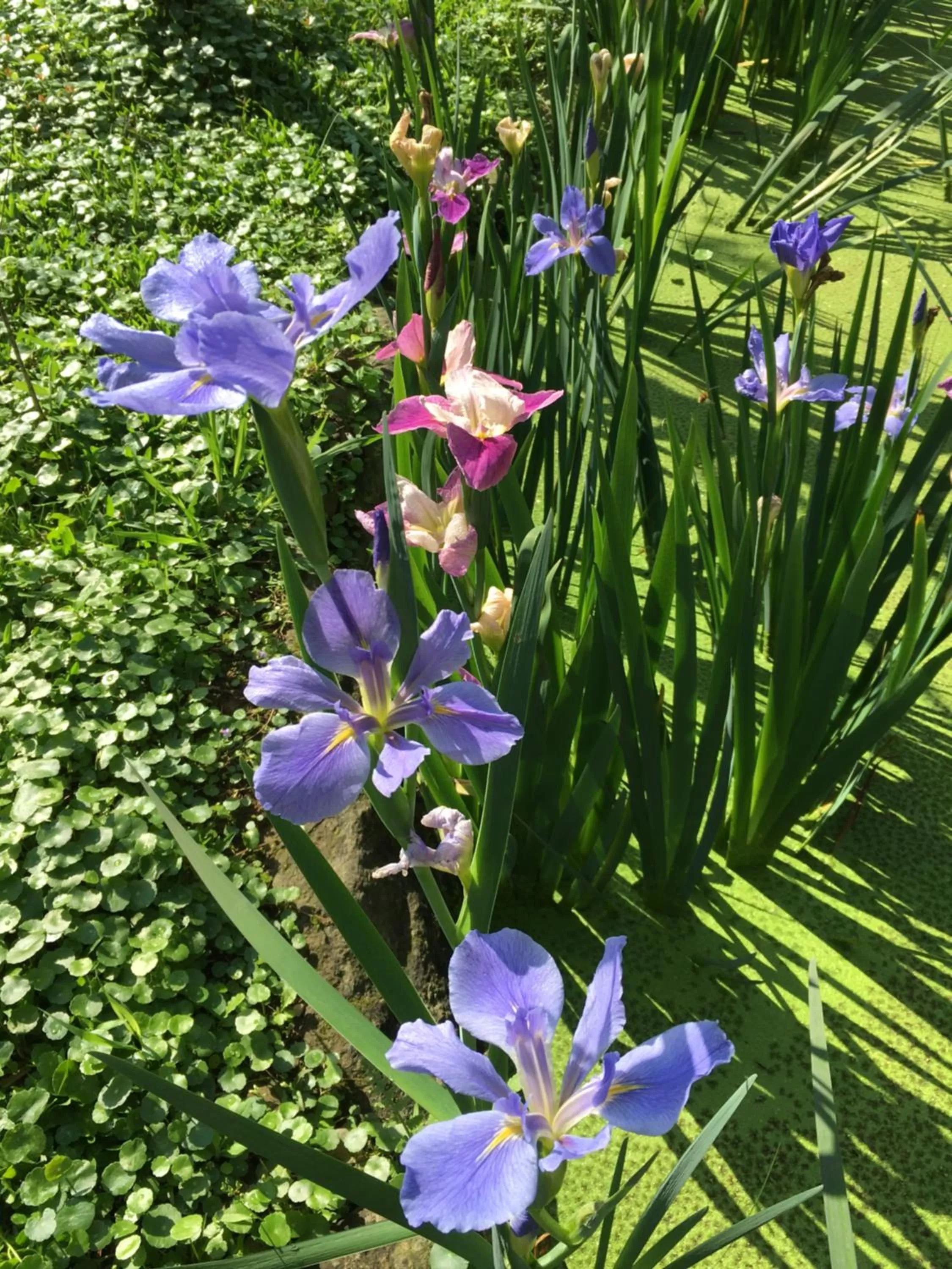 Garden in Rainbow Bridge B&B