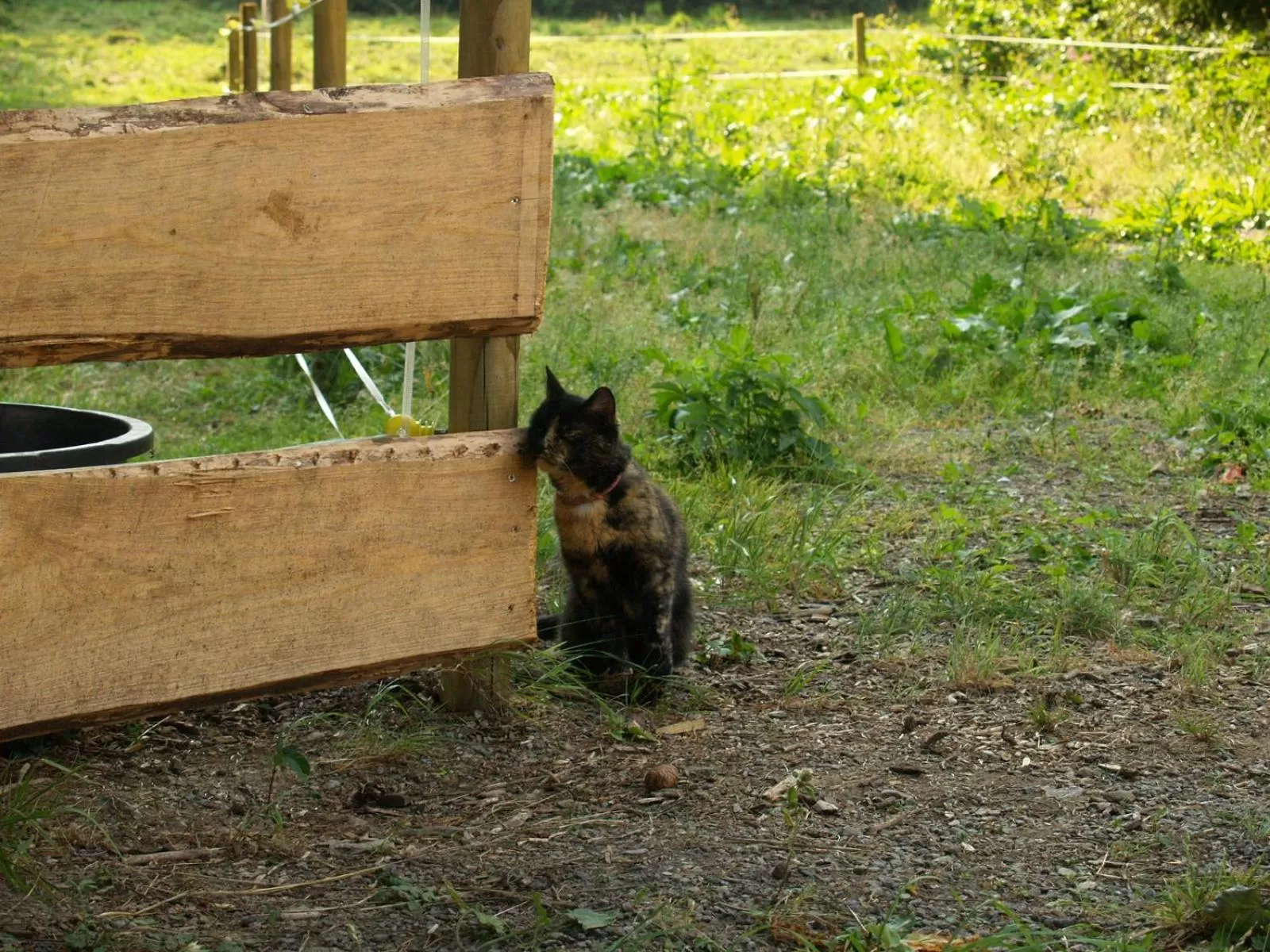 Pets in Waldgasthof Bad Einsiedel