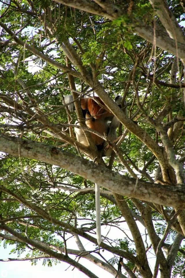 Other Animals in Dragon Pearl Beach Resort