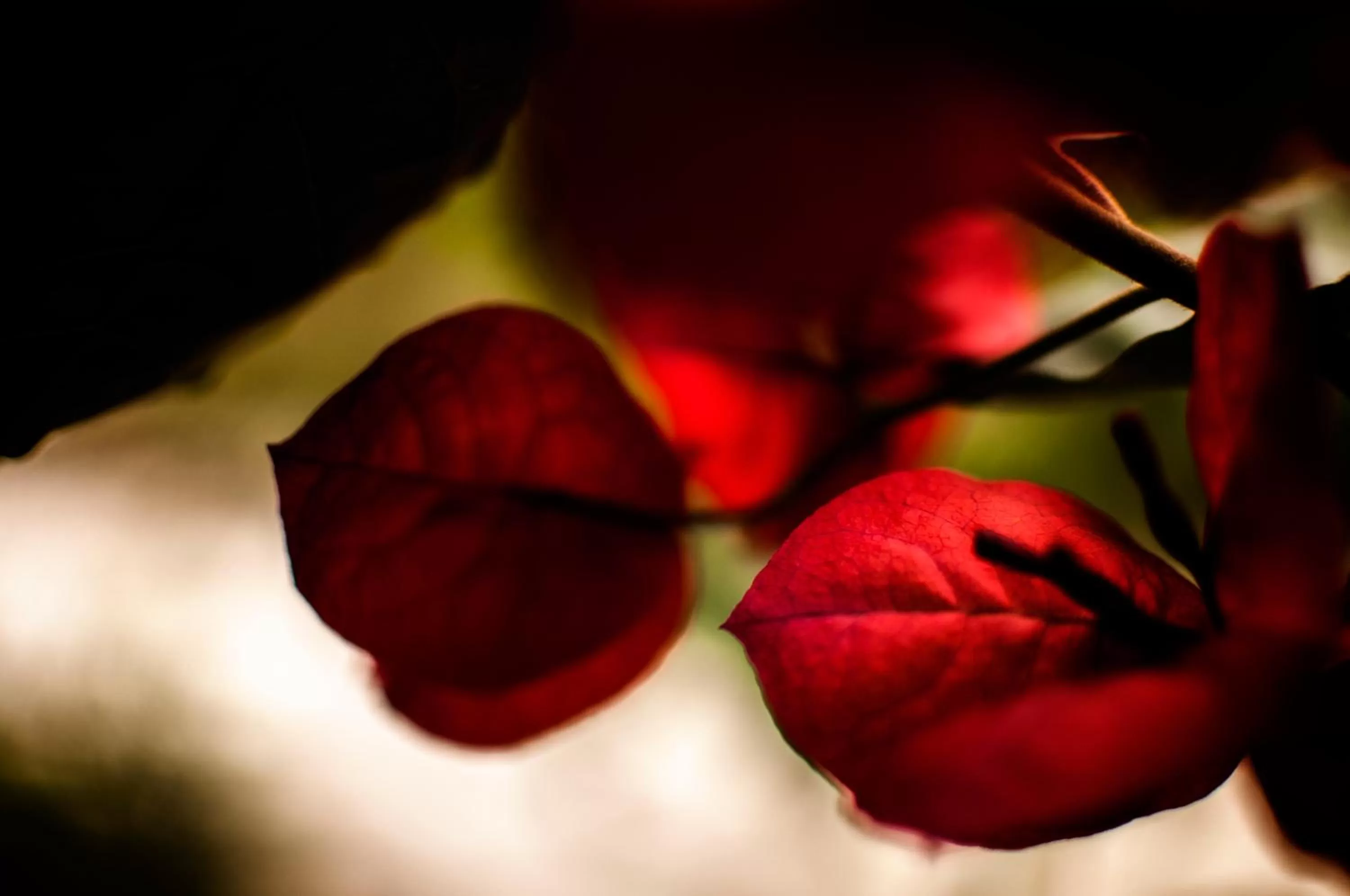 Garden, Food in Spa Hosteria Miramelindo