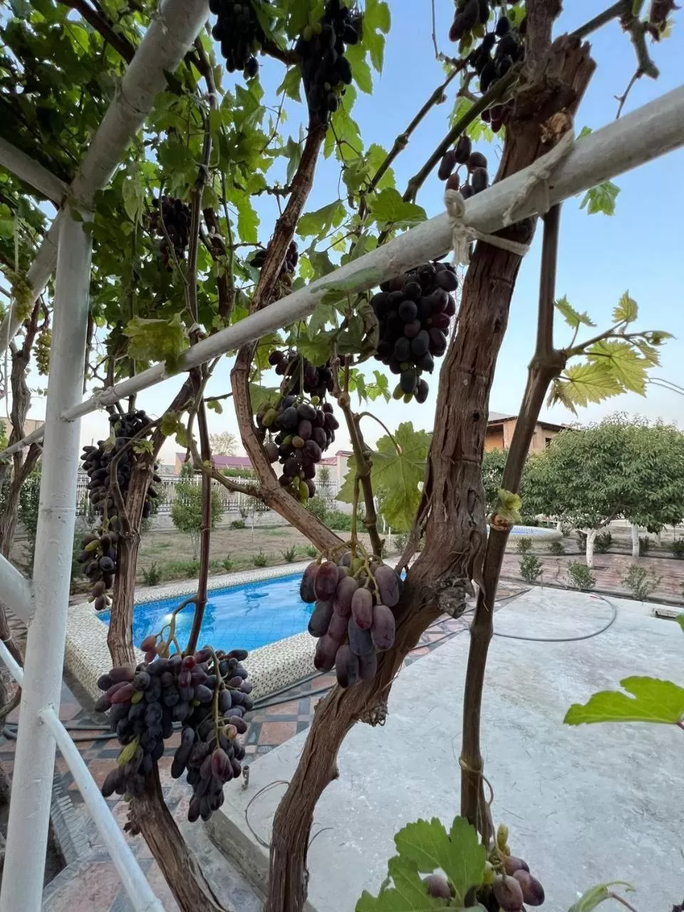 Garden, Pool View in Samarabonu Hotel