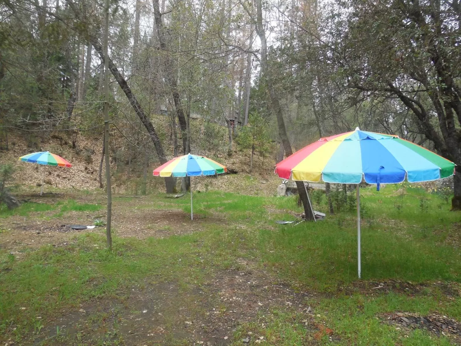 Garden in Yosemite Paradise Inn