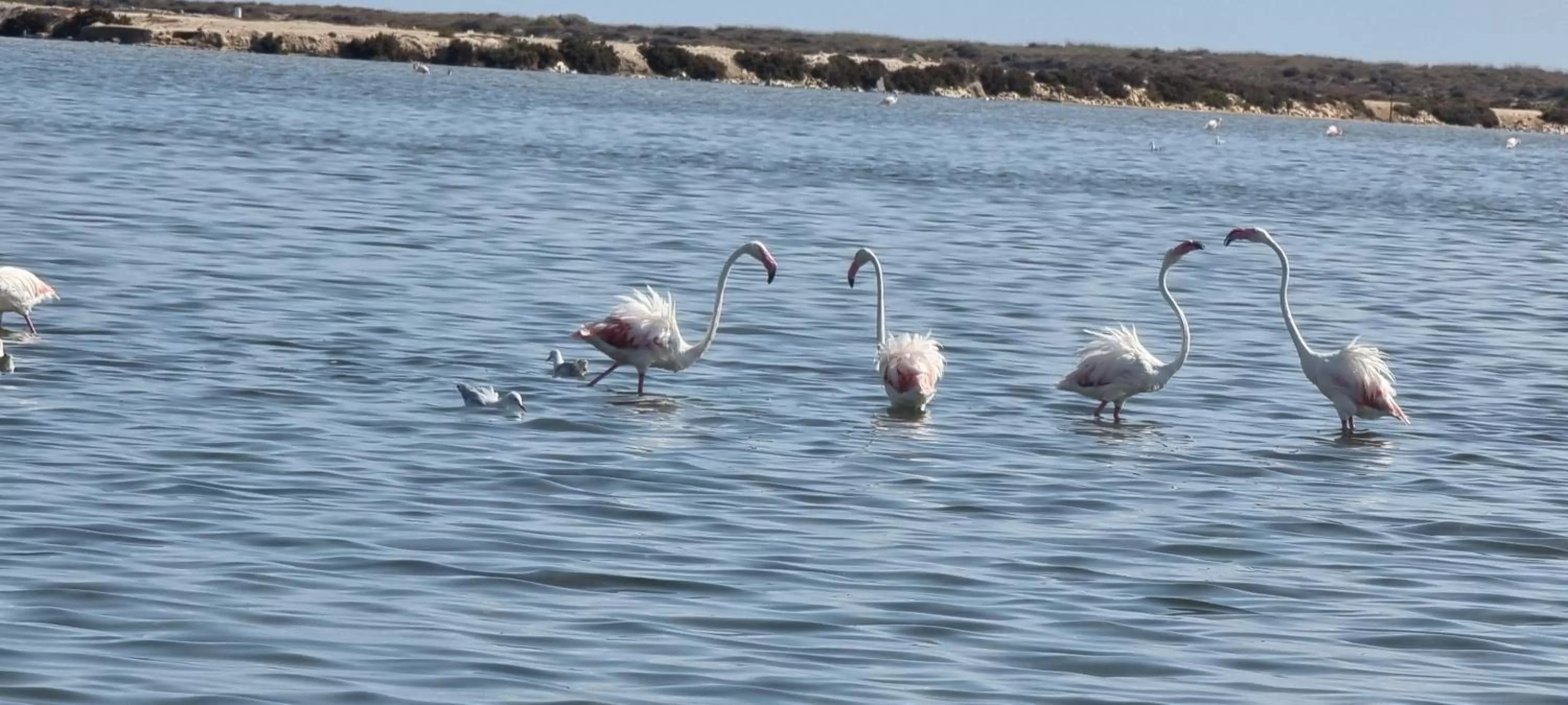 Other Animals in Hotel Arce