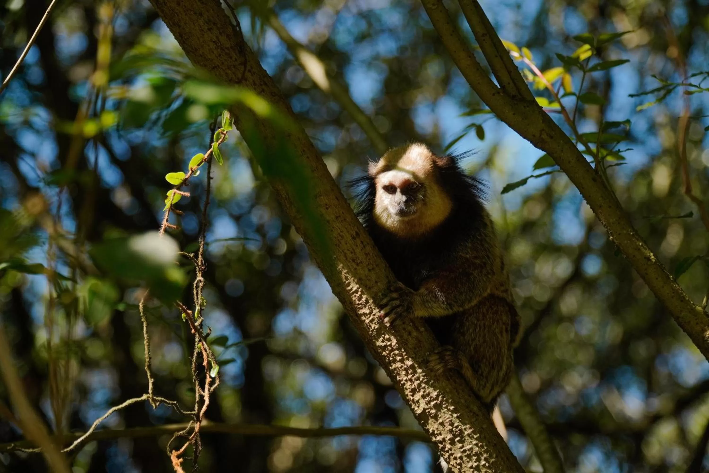 Animals, Other Animals in Pousada Dunasol Floripa
