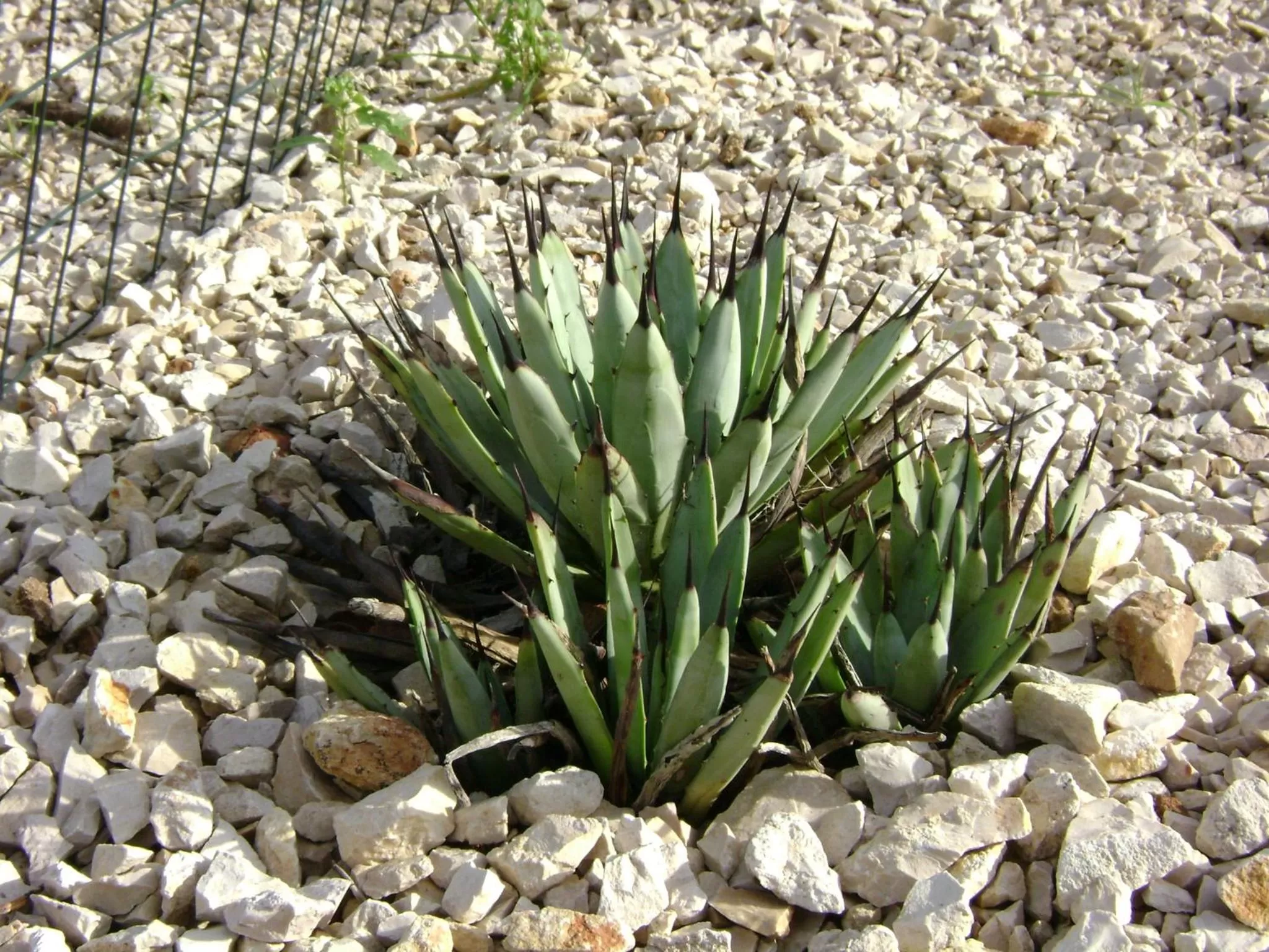 Garden in B&B Villa Mediterranea with parking space