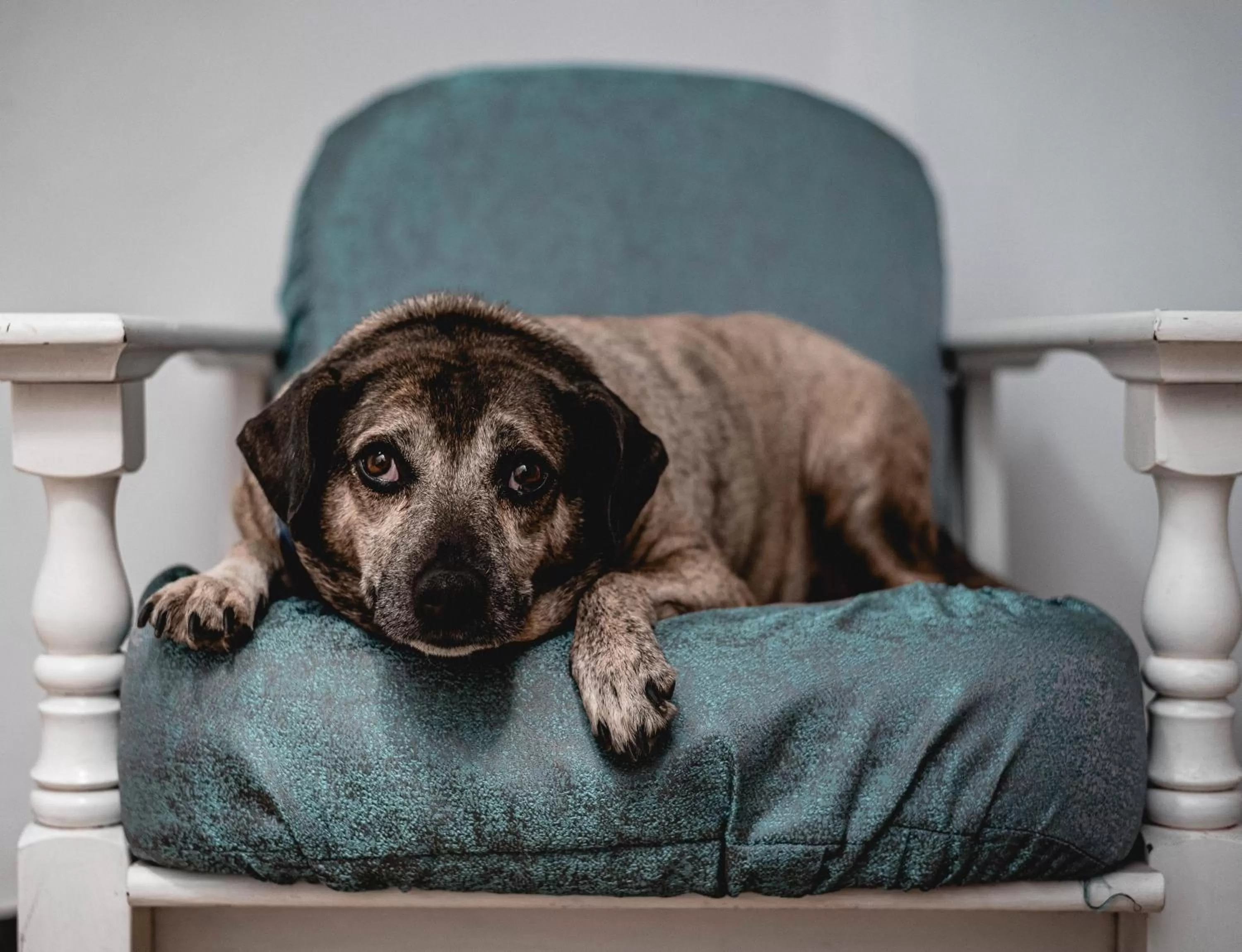 Lobby or reception, Pets in Willa ŻeglarSki