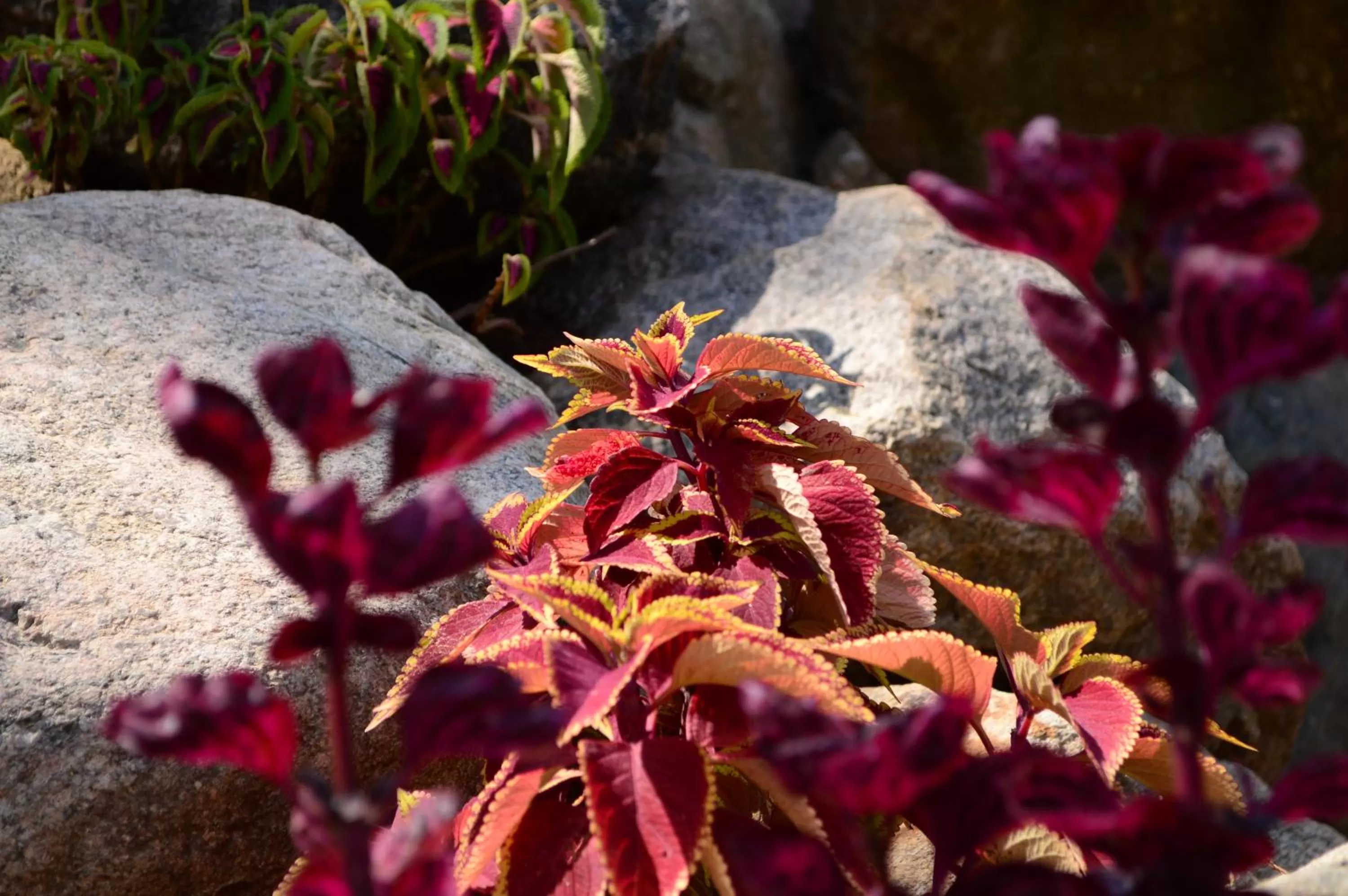 Garden in Koi Koi, Fort Portal