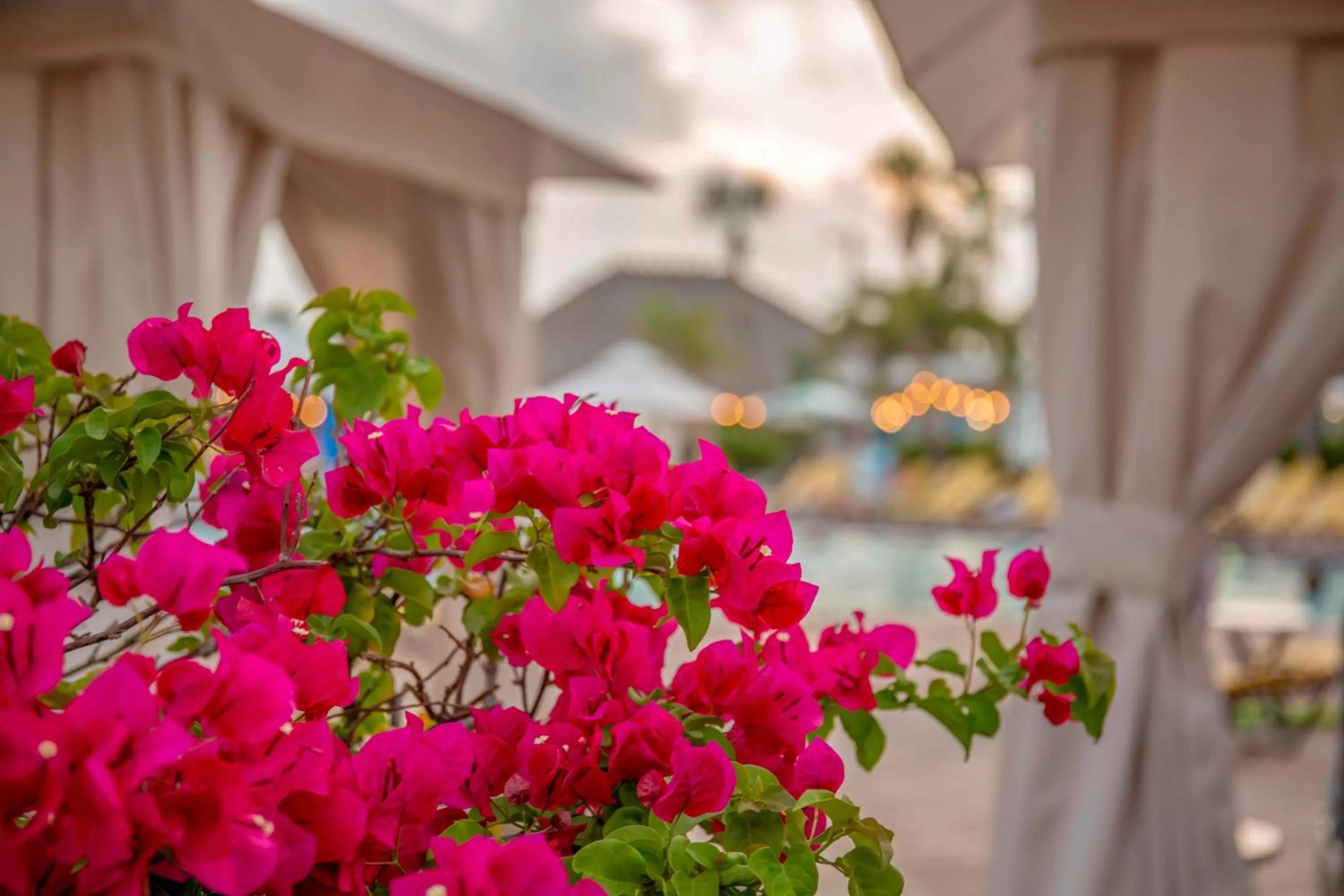 Garden in Postcard Inn On The Beach