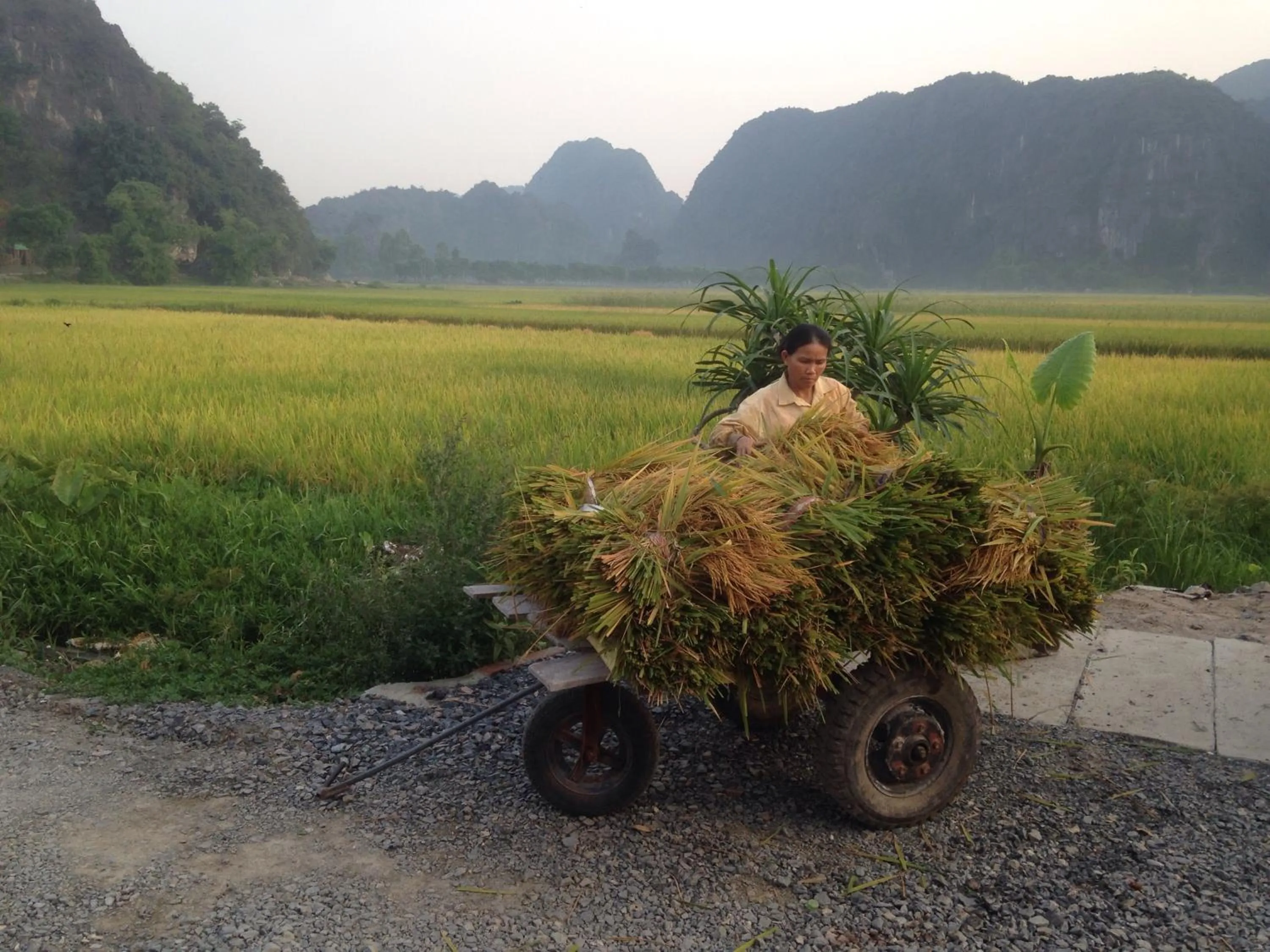 Tam Coc Mountain View Homestay
