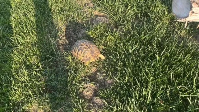 Other Animals in Bellamarina