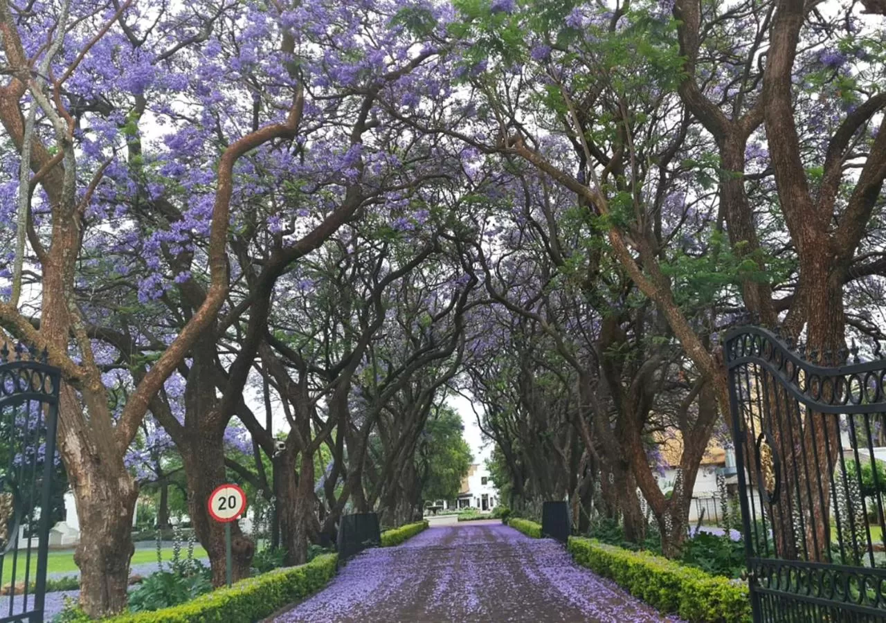 Facade/entrance in Kievits Kroon Gauteng Wine Estate