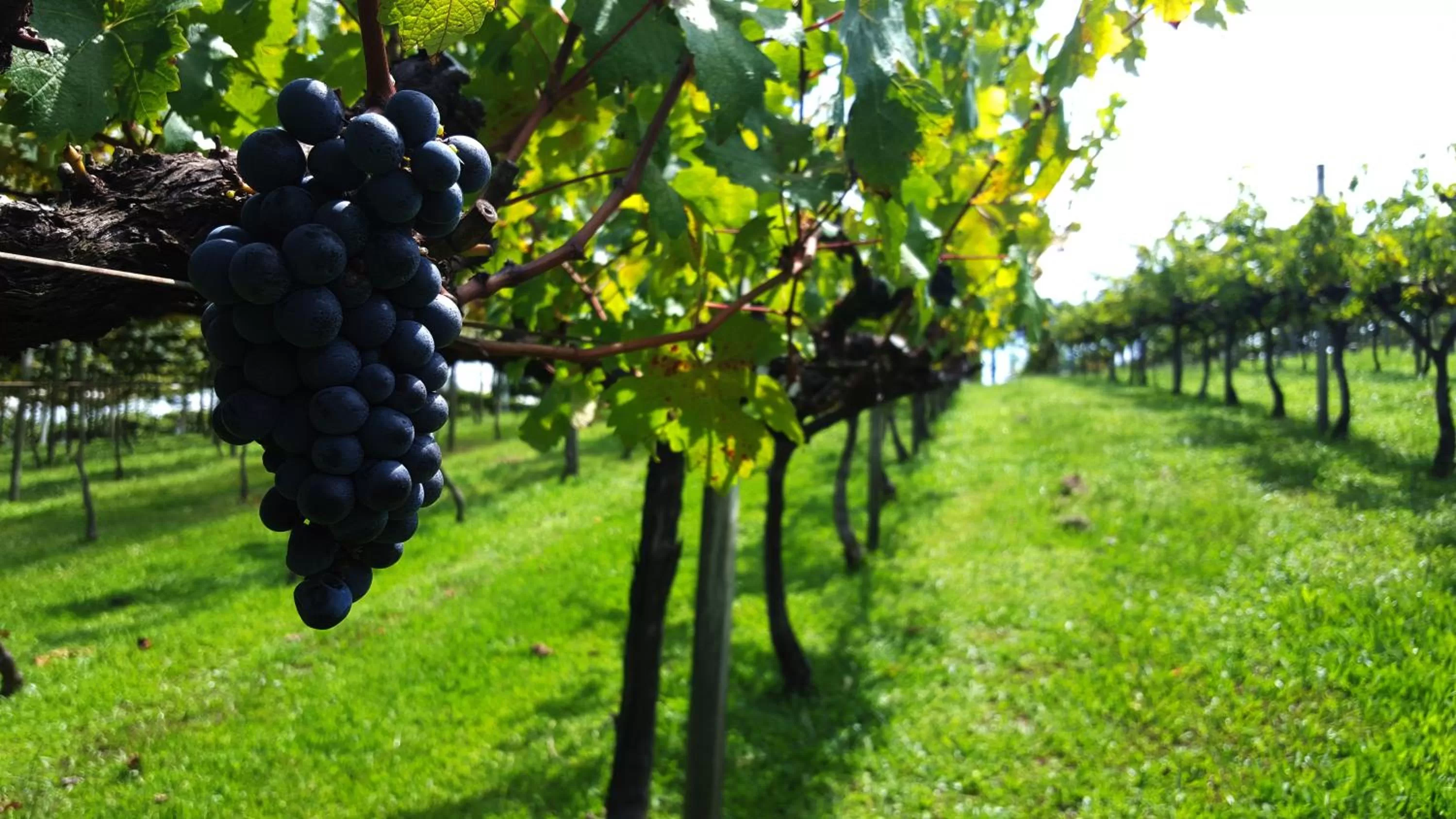 Landmark view in Hotel Villa Michelon