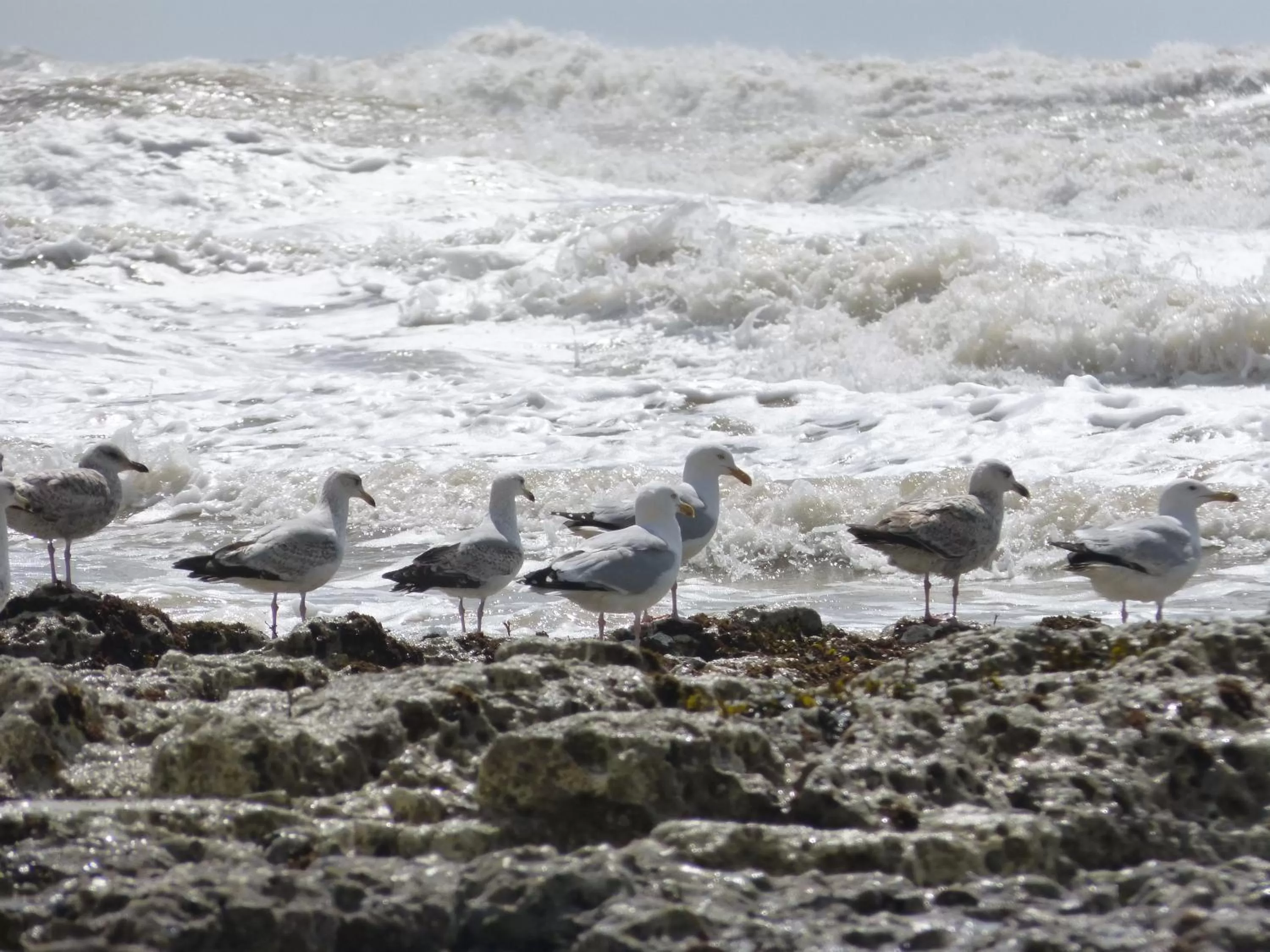 Animals in The Iverna