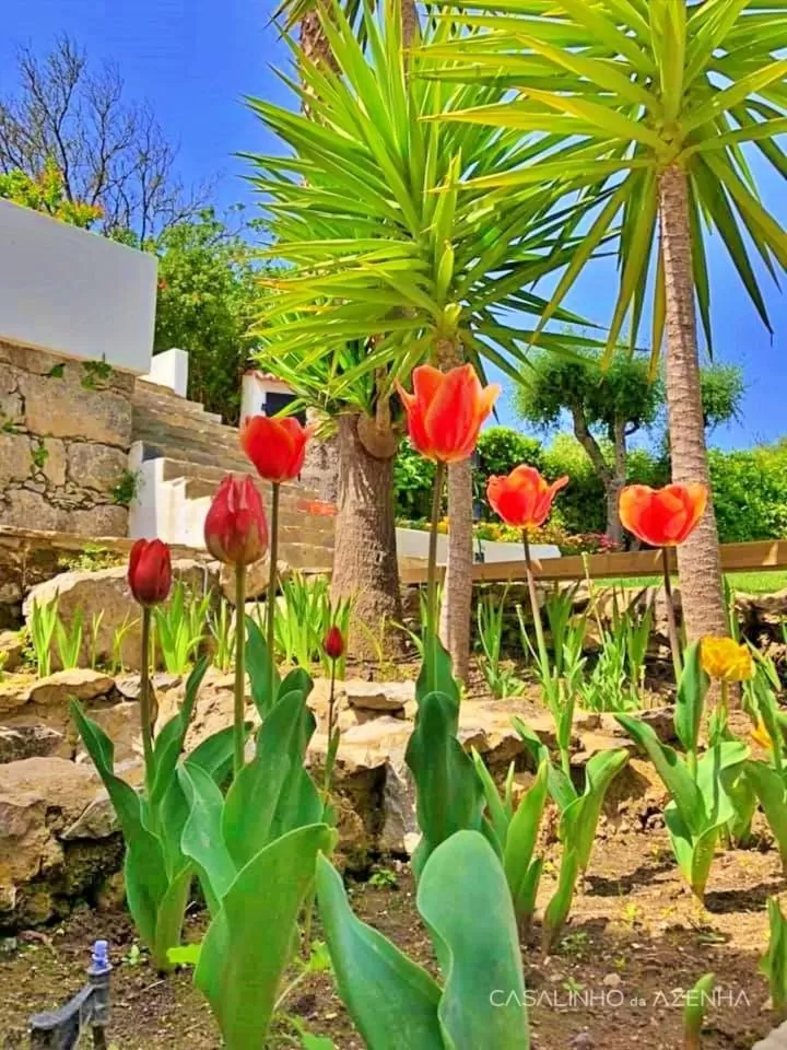 Day in Casalinho da Azenha - Charm House